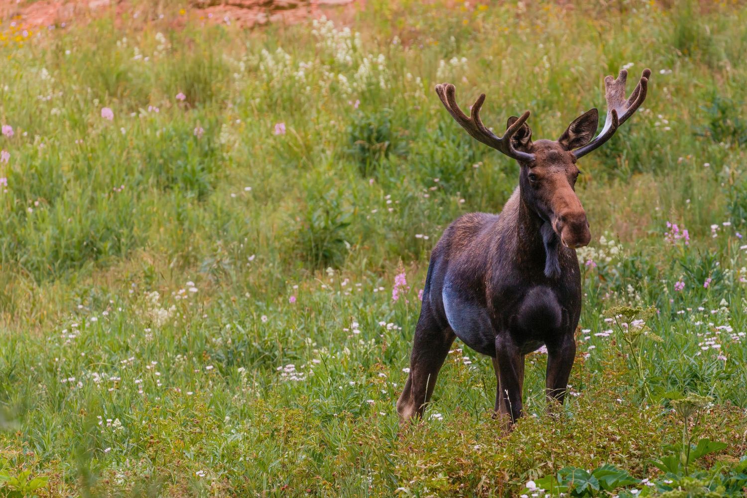 A majestic moose with large antlers grazes in a wildflower-filled meadow during summer.