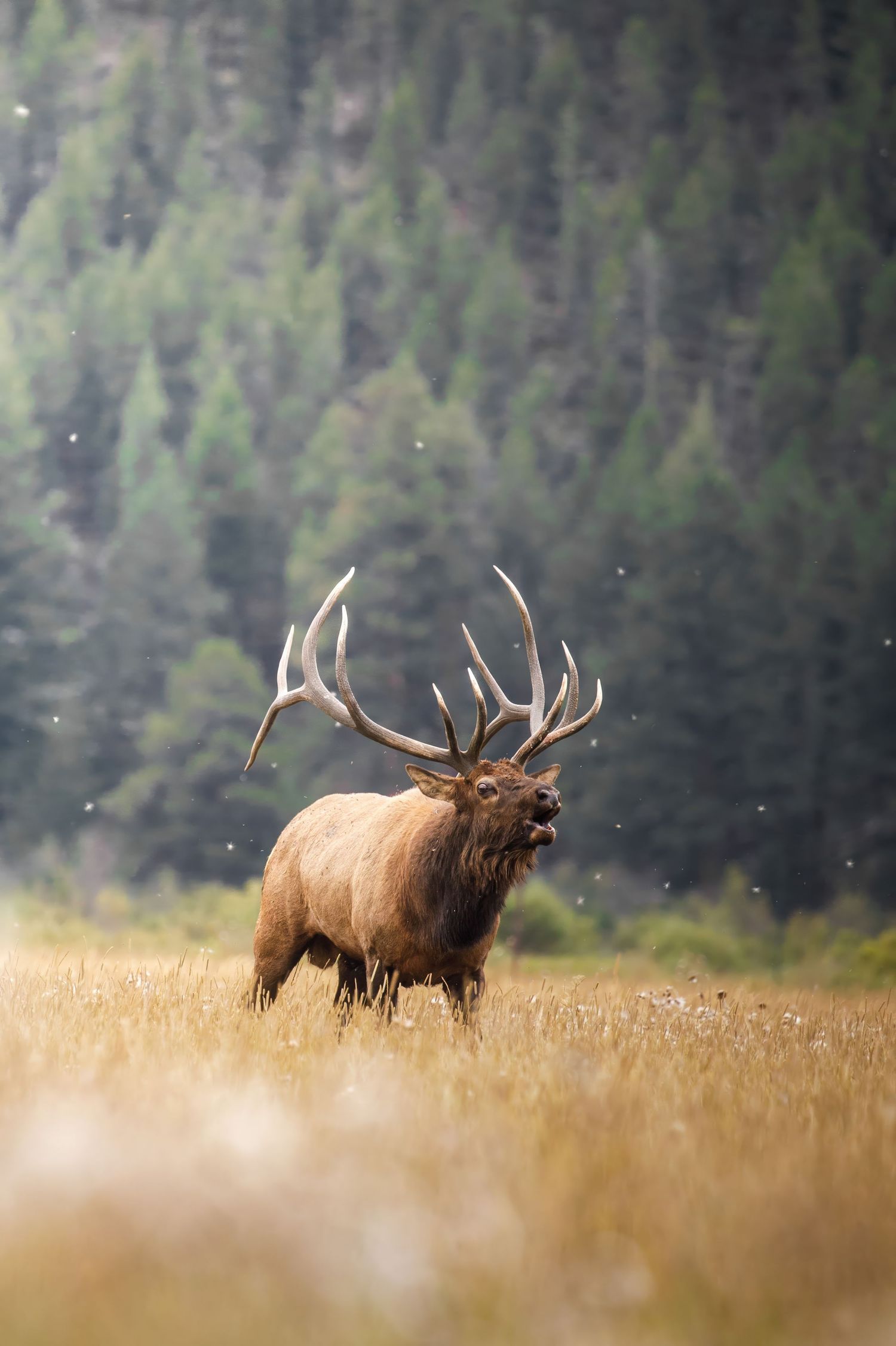 Bull elk bugling in a meadow with evergreen forest backdrop.