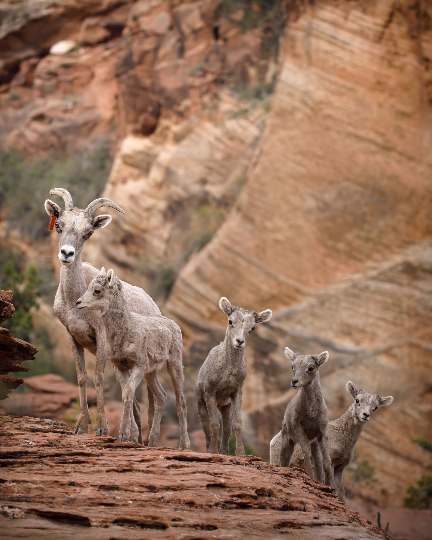 Herd of bighorn sheep lambs gathered on sandstone ledge in canyon.