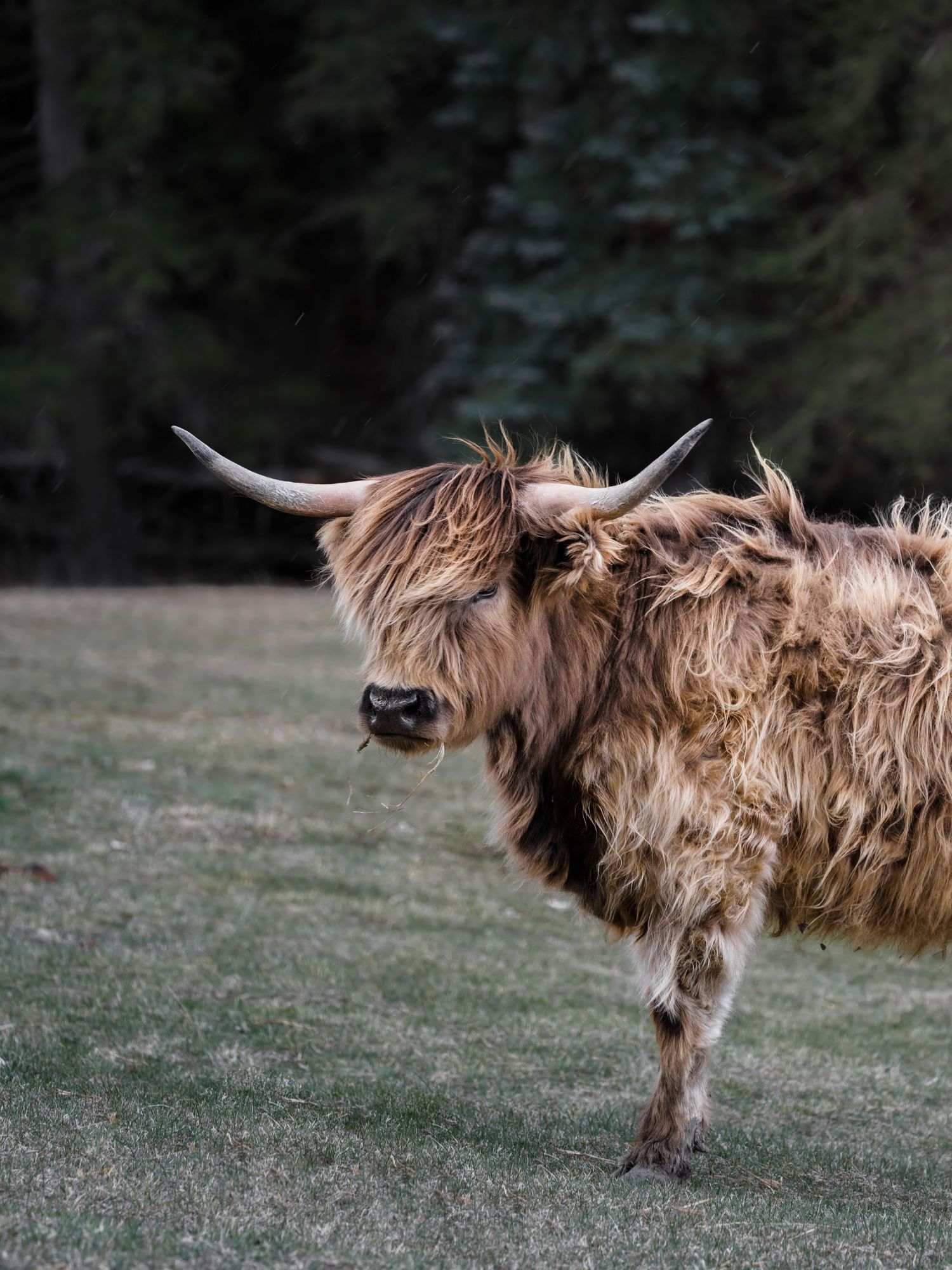 A Highland cow with long horns and thick brown fur walking across a grassy hillside.