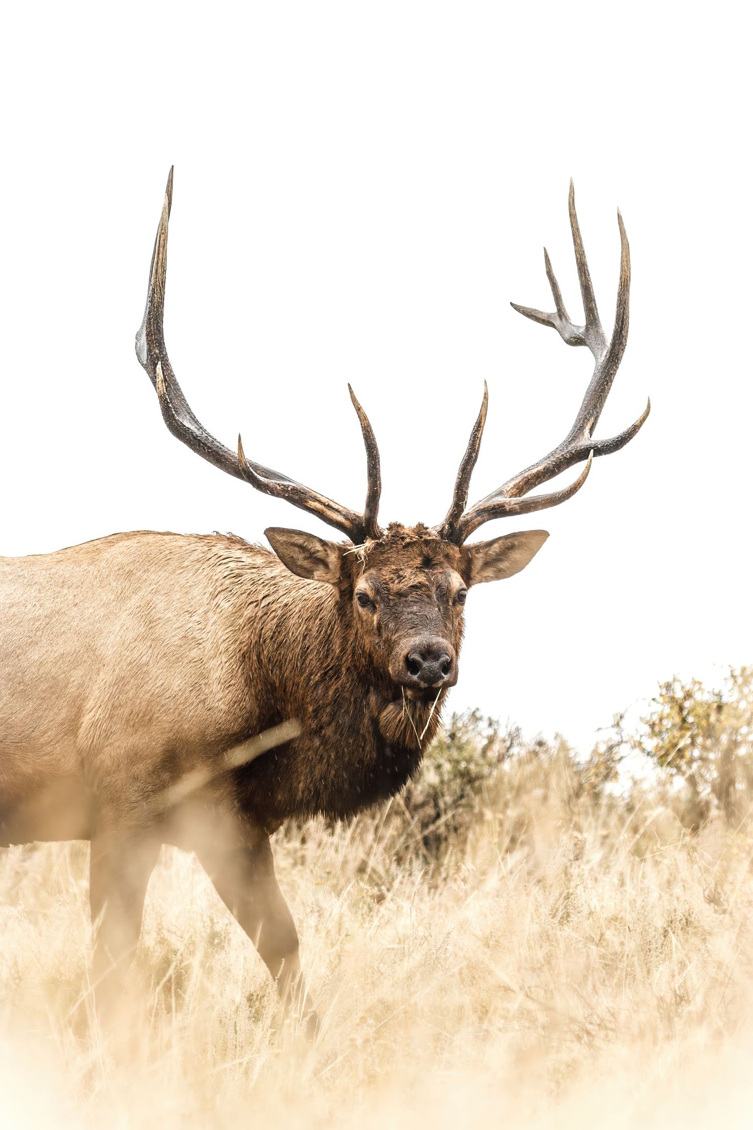 Close-up panoramic view of a bull elk with impressive antlers in misty morning light.