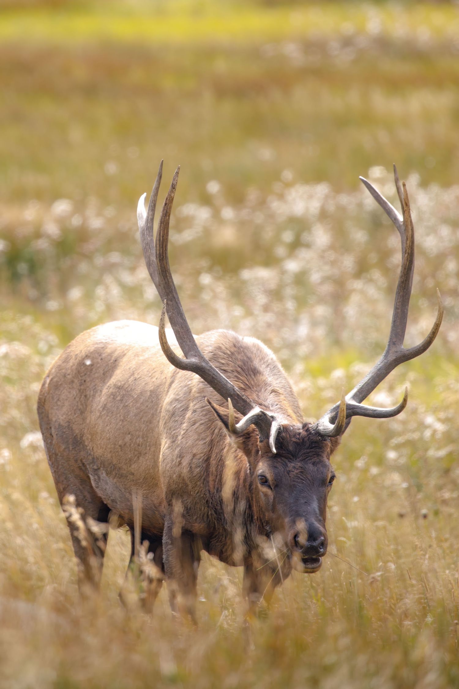 Close-up of bull elk with impressive antlers standing in sunlit meadow of tall grass.
