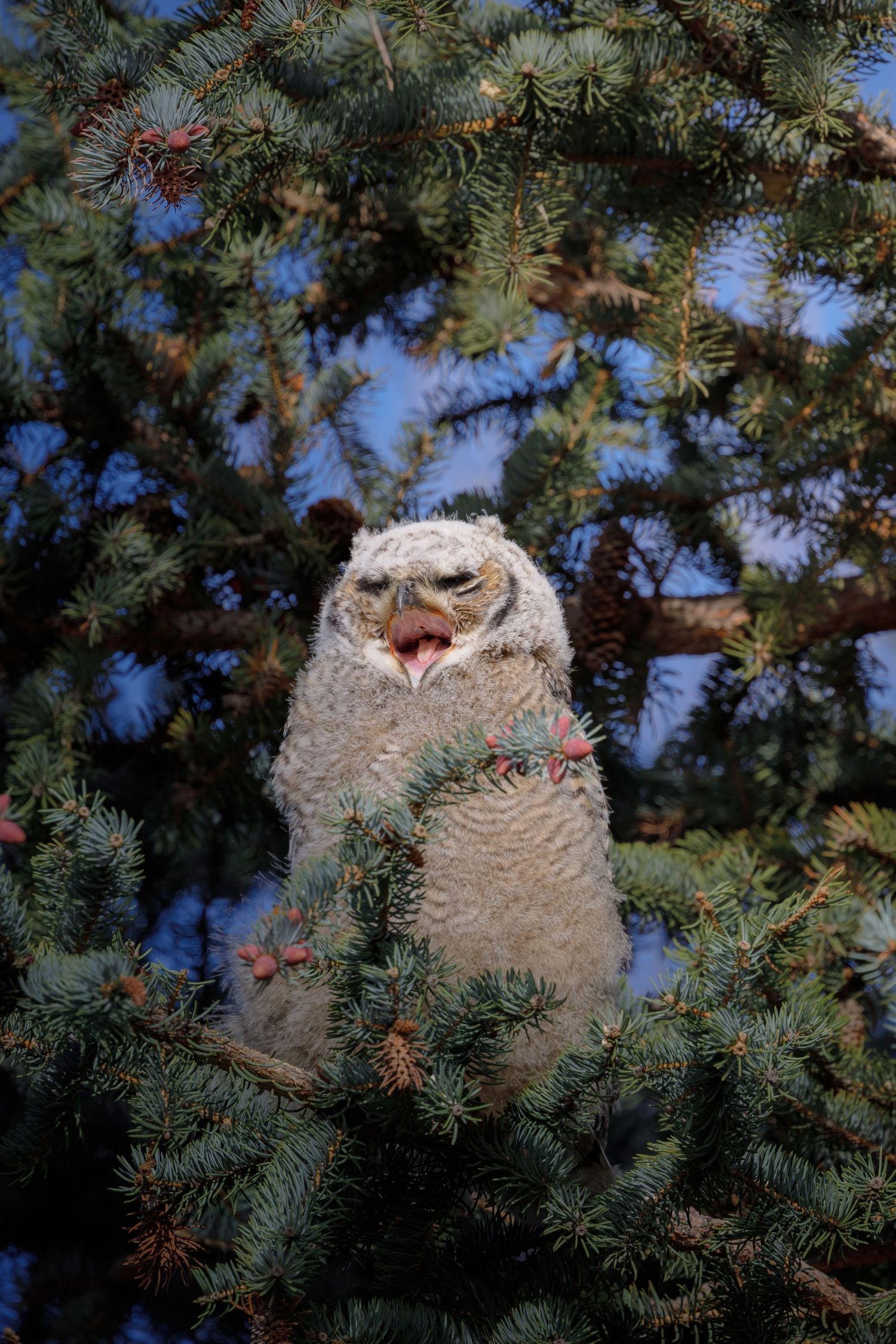 Baby owls perched among evergreen branches with fluffy white feathers.