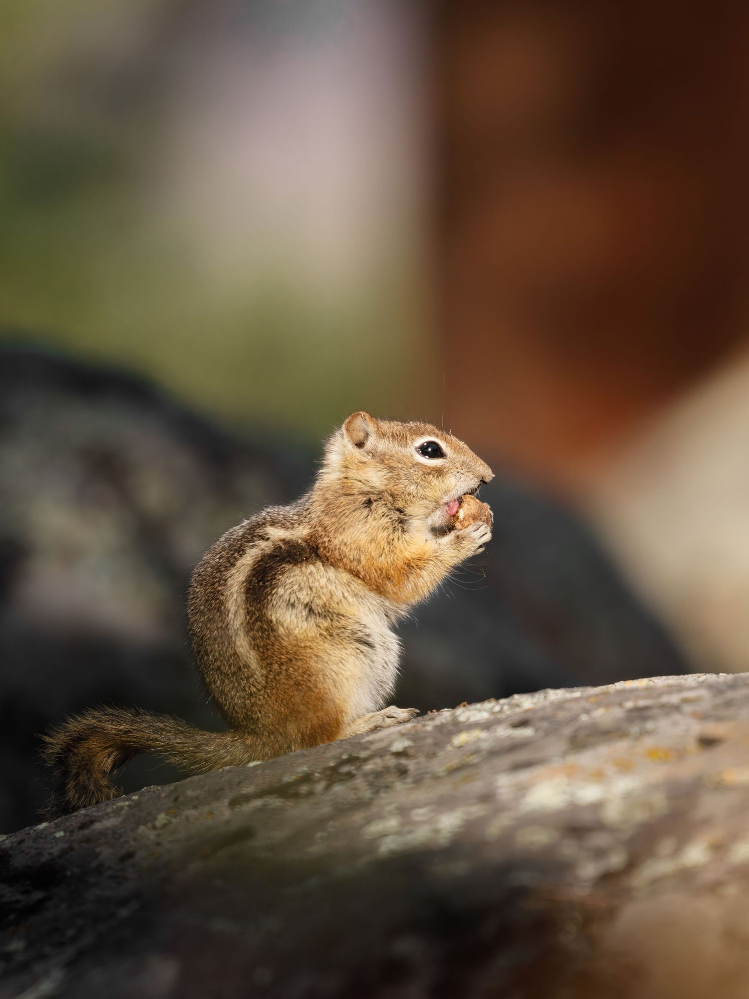 A chipmunk eating while perched on a weathered log.