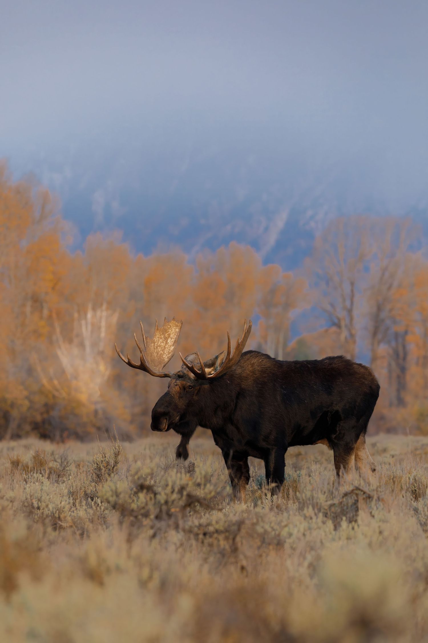Group of moose gather in sagebrush during fall season.