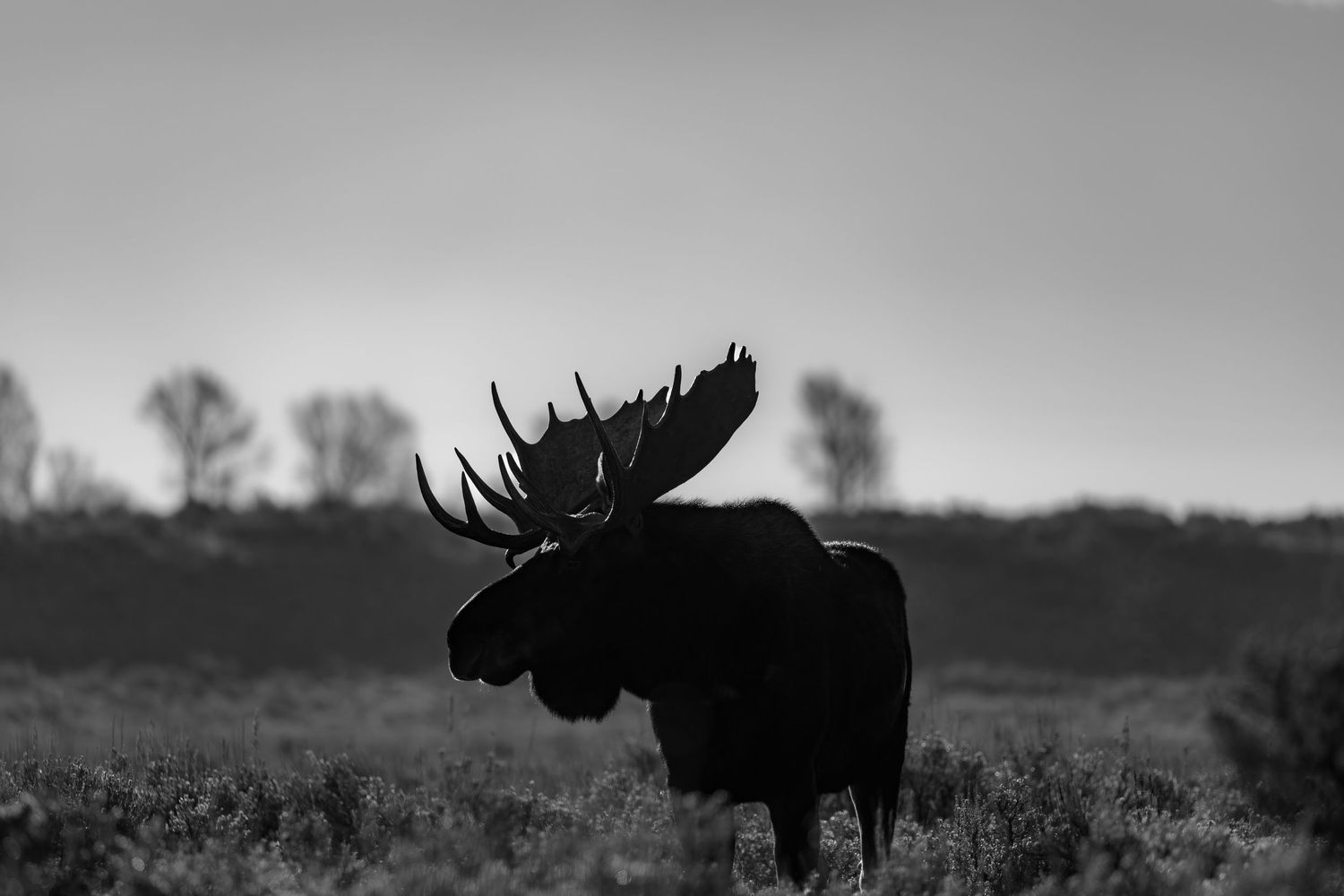 Silhouette of bull moose with massive antlers against dusky sky.