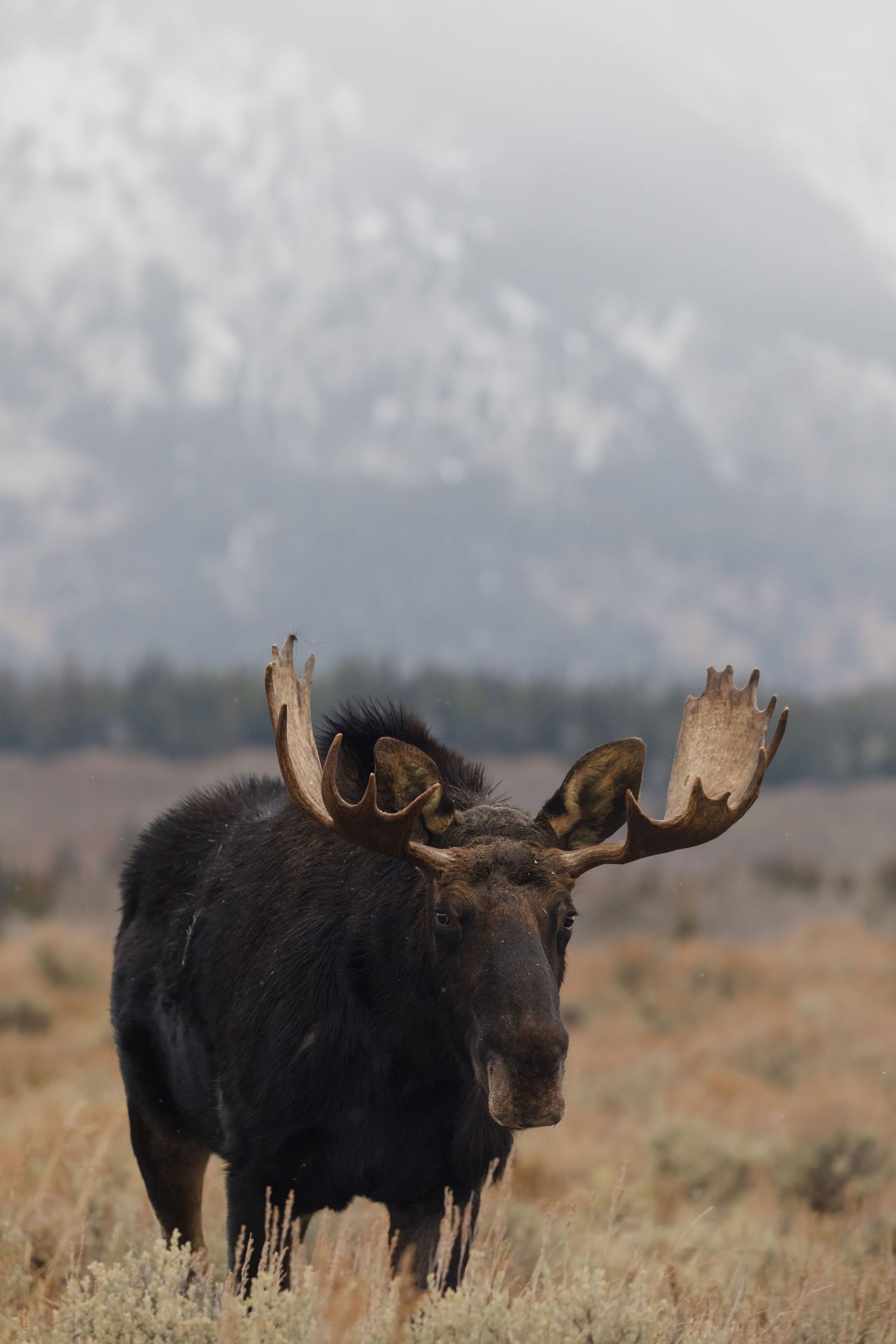 Bull moose herd grazing in dry grass with mountain range visible in distance.