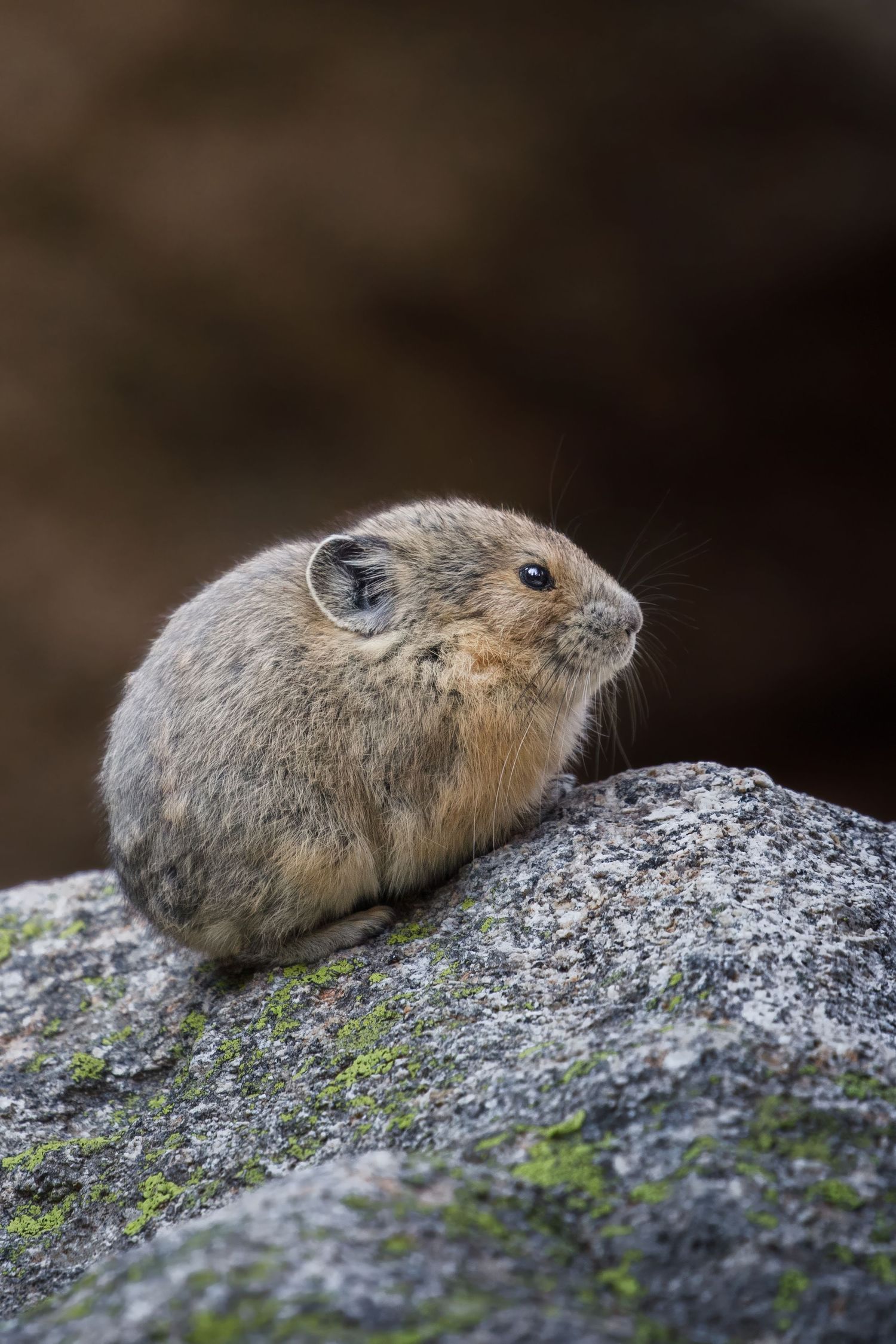 A pika resting on a rocky surface covered with lichen and moss.
