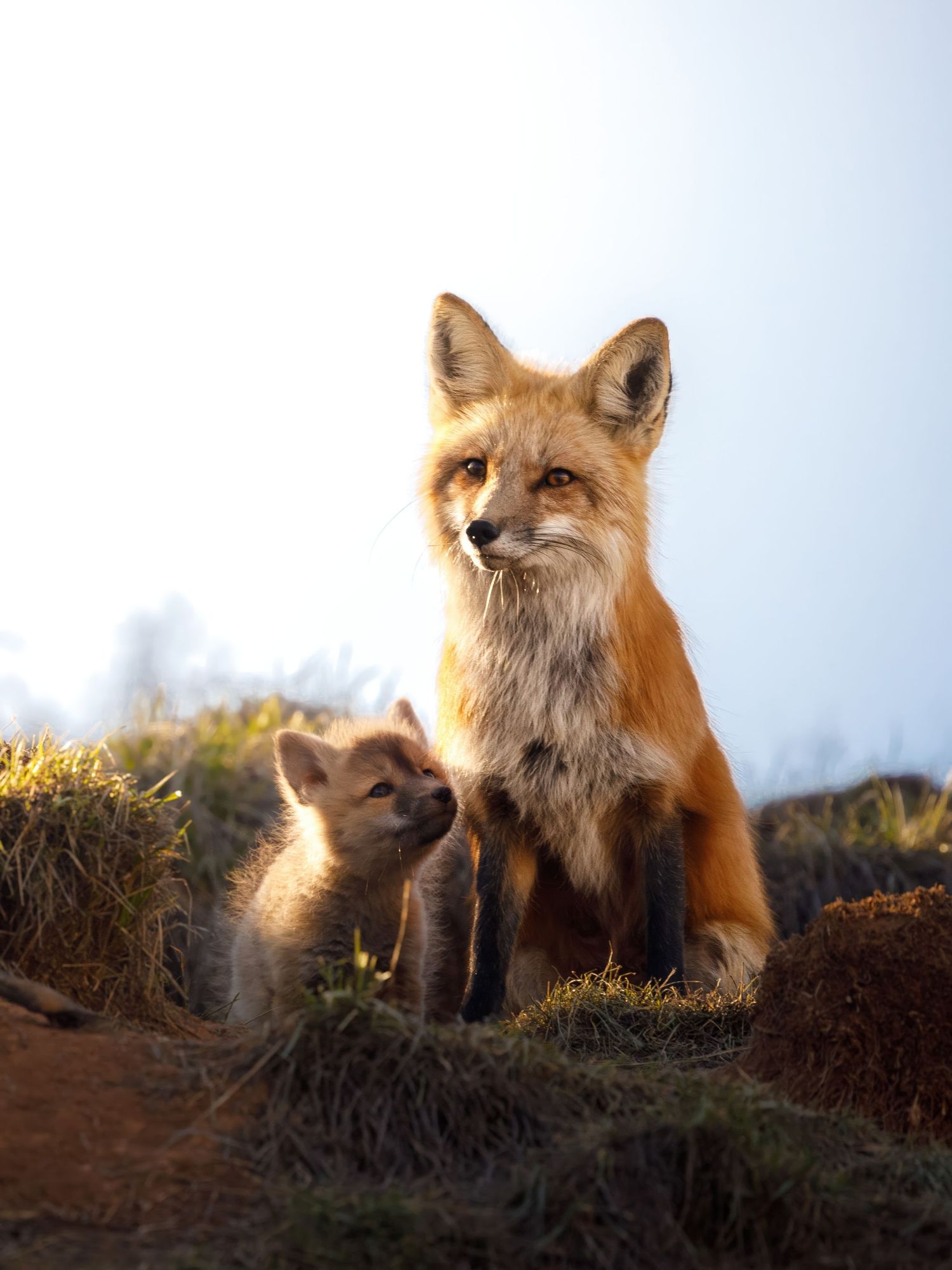 Mother fox and kit bonding in golden sunlight on a hillside.
