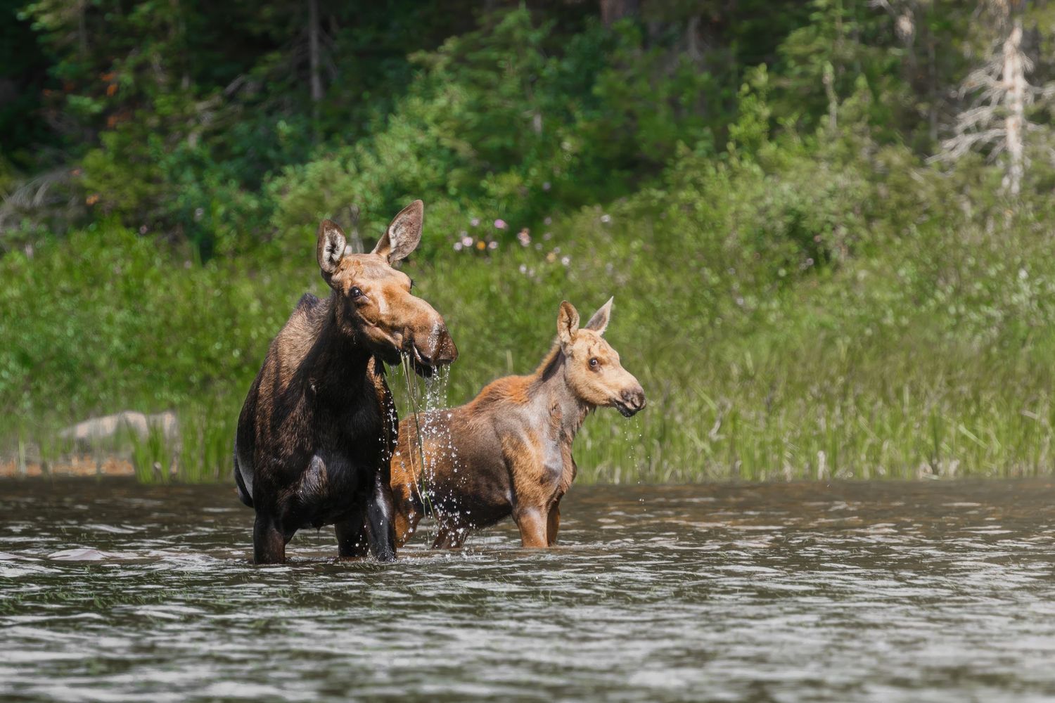 Moose family crossing through water with lush forest scenery behind them.