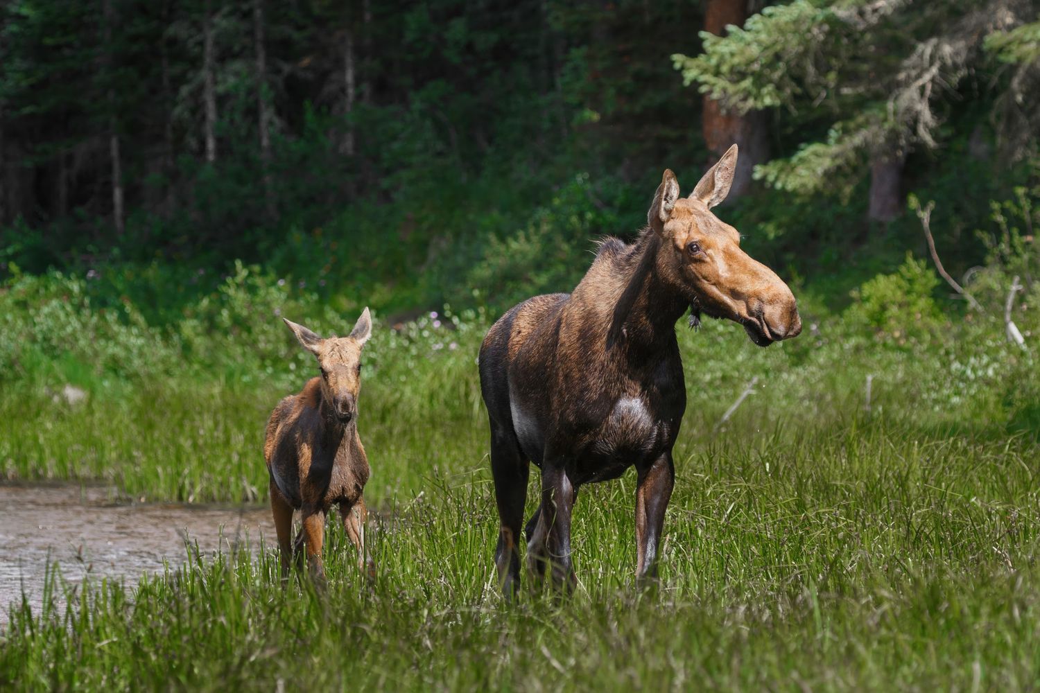 A group of moose grazing in a lush green meadow near a forest.