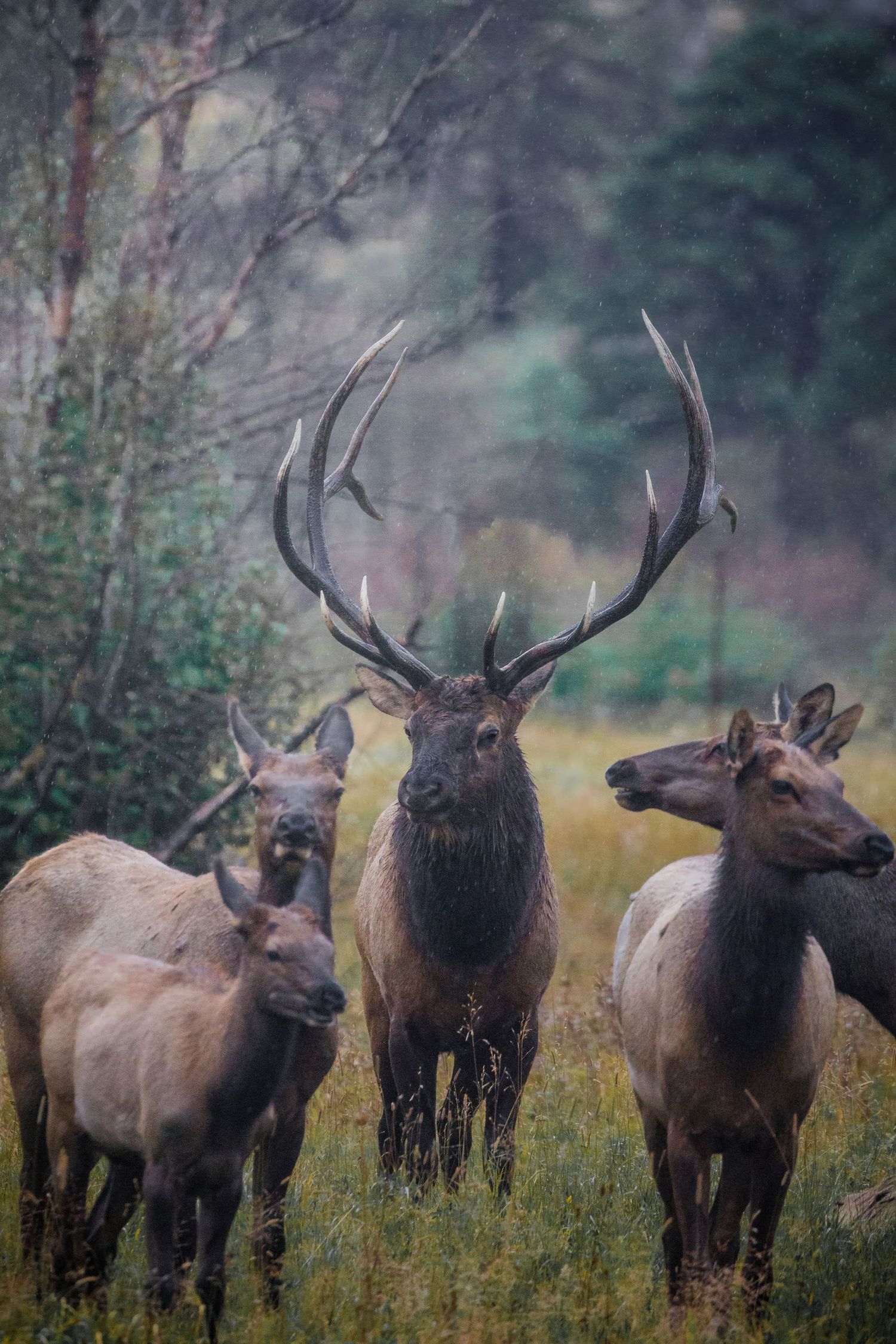 A herd of elk with a dominant bull standing in a grassy meadow at twilight.