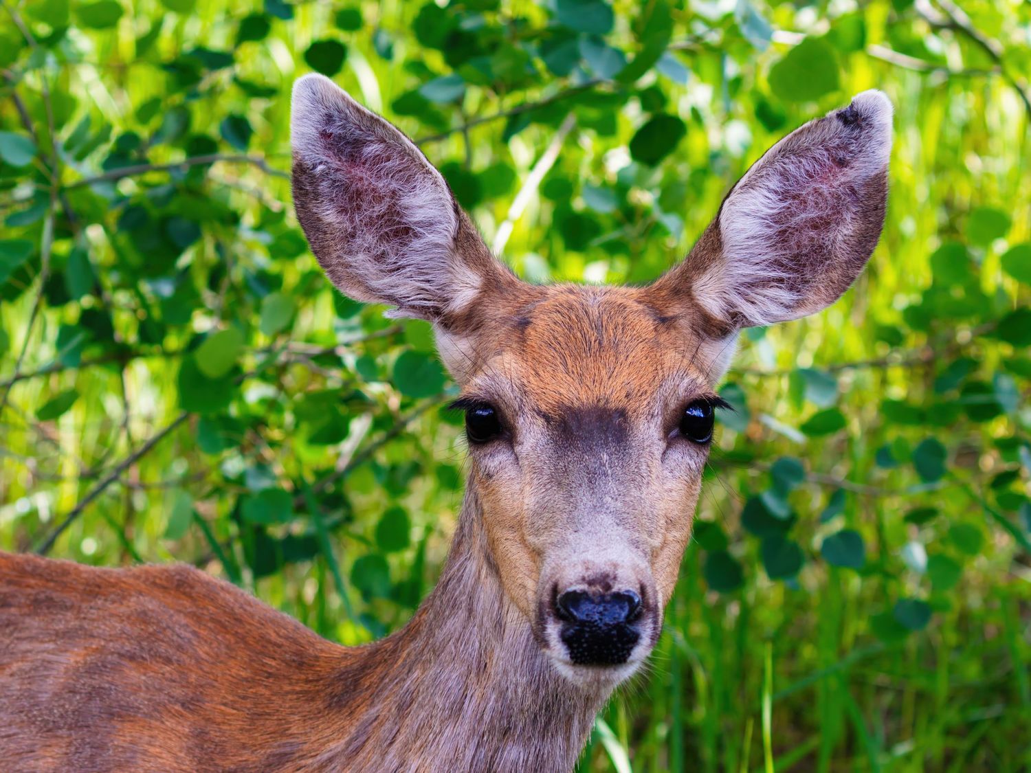 Young deer with fuzzy antlers peeks through green foliage in a forest setting.