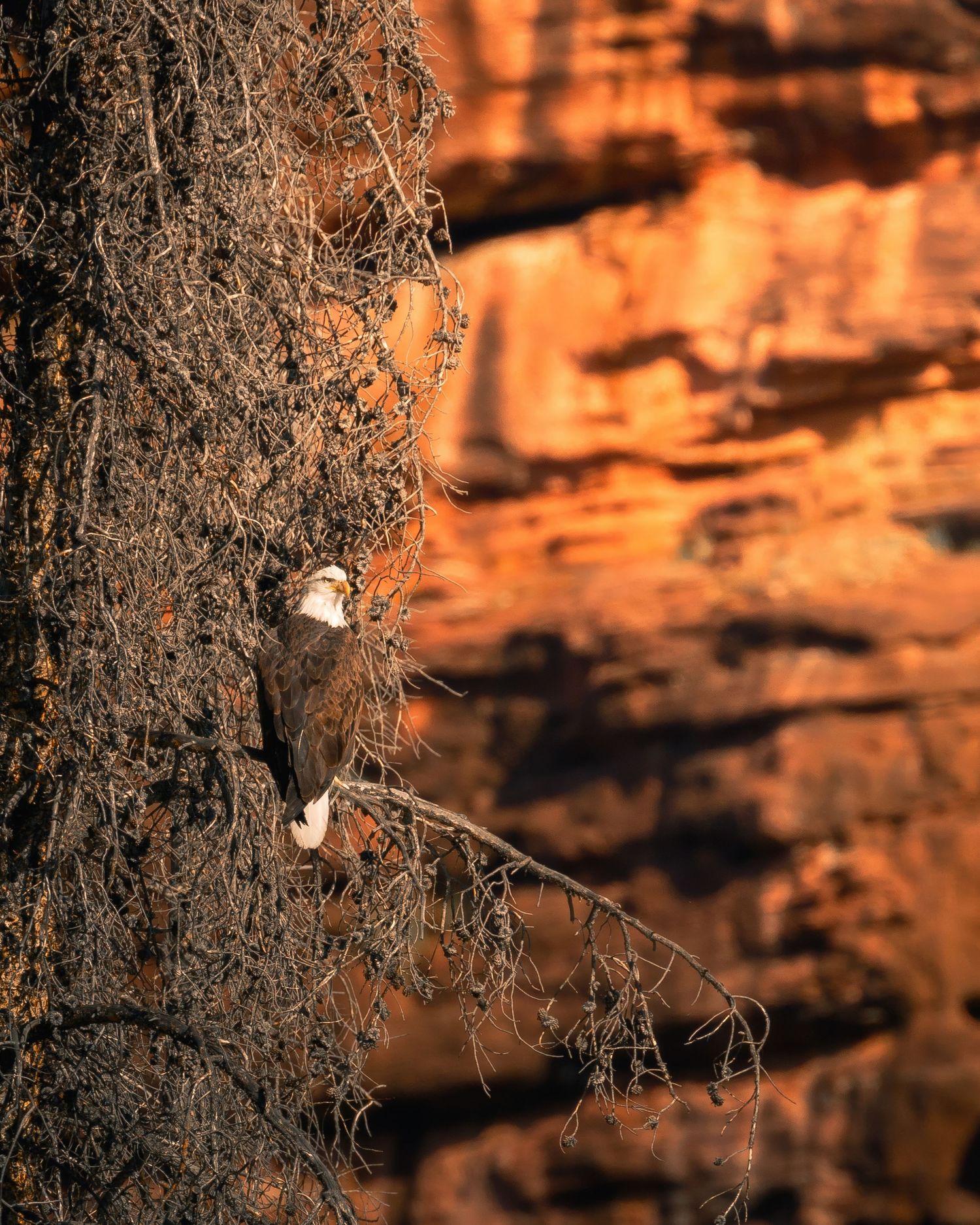 Eagle perched among bare branches against orange canyon walls at sunset.