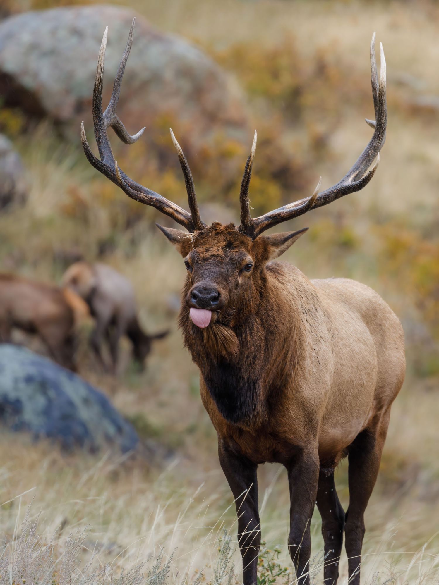 Large bull elk standing in dry grass field during rutting season.