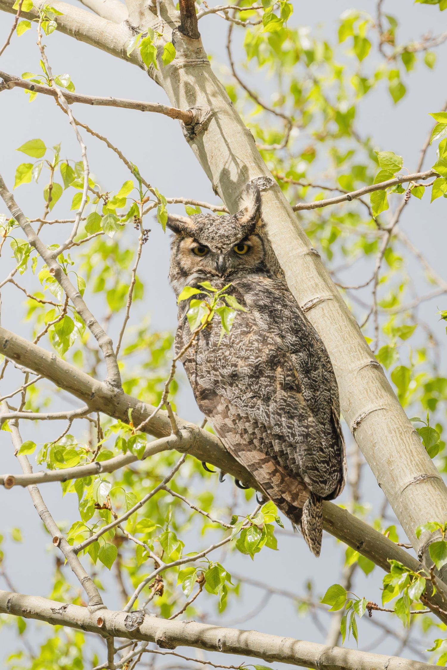 Great horned owl perched in a birch tree with fresh spring leaves.