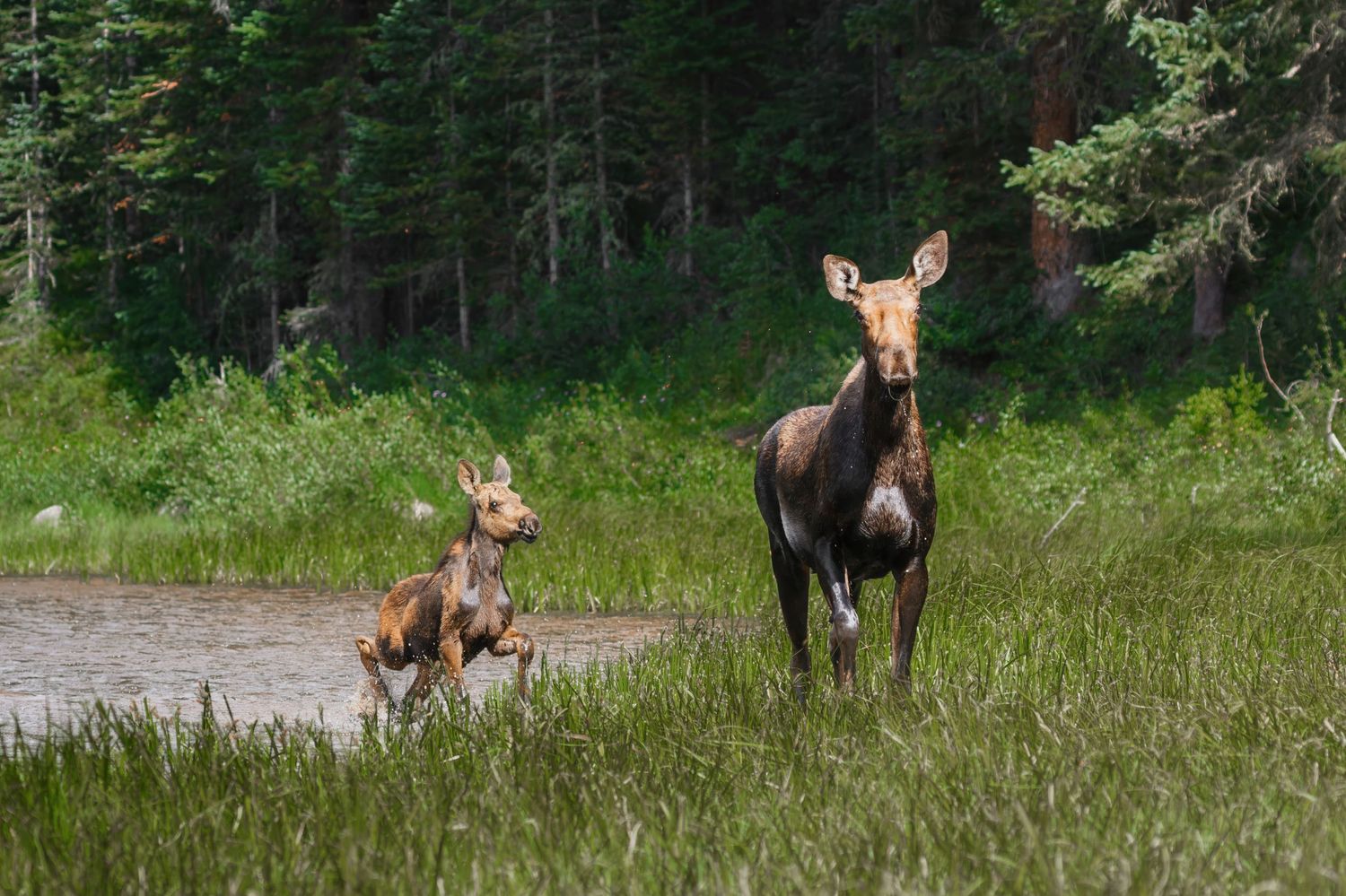 Moose family grazing in grassy field with forest edge in background.