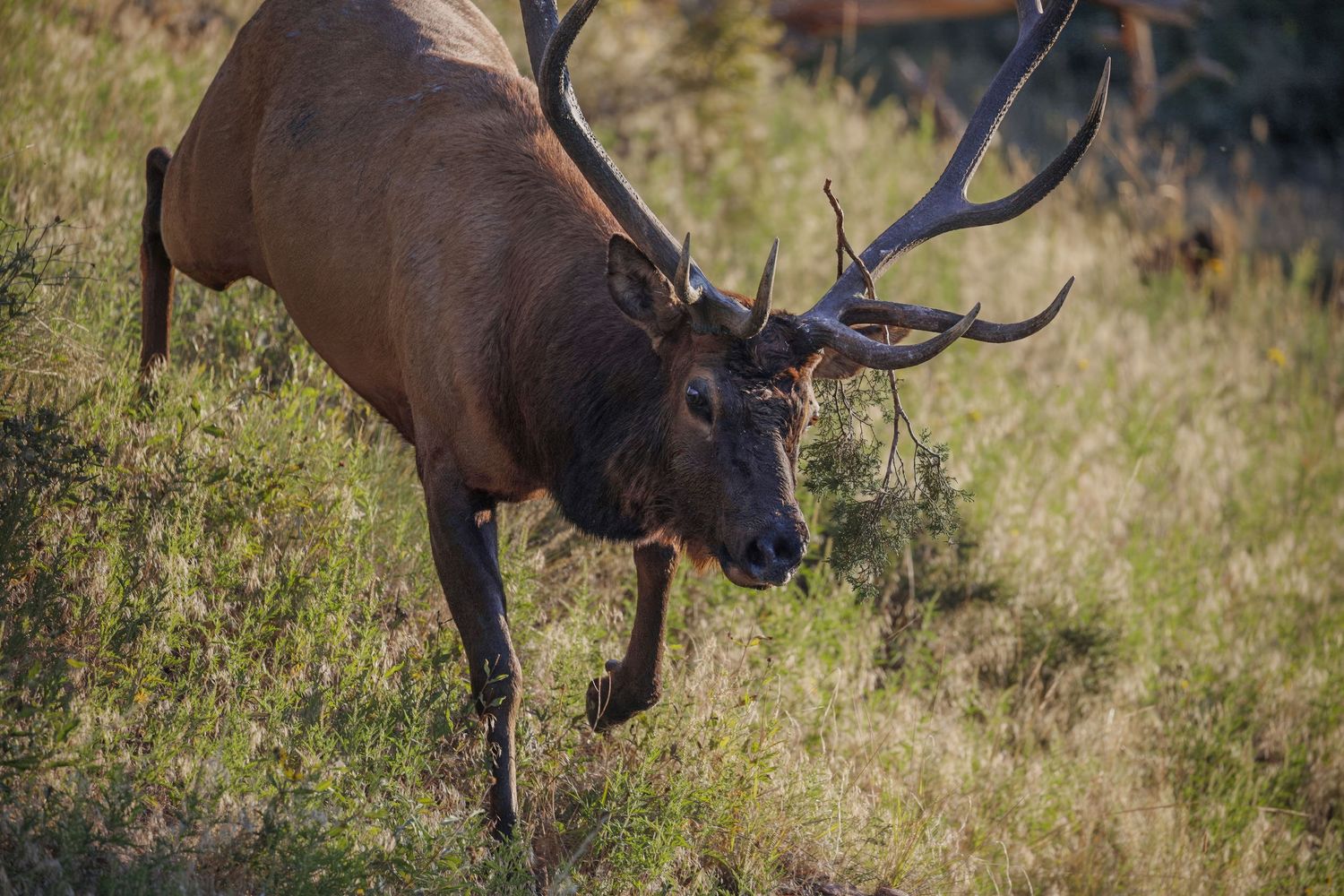 A herd of elk with large antlers grazing in a grassy field.