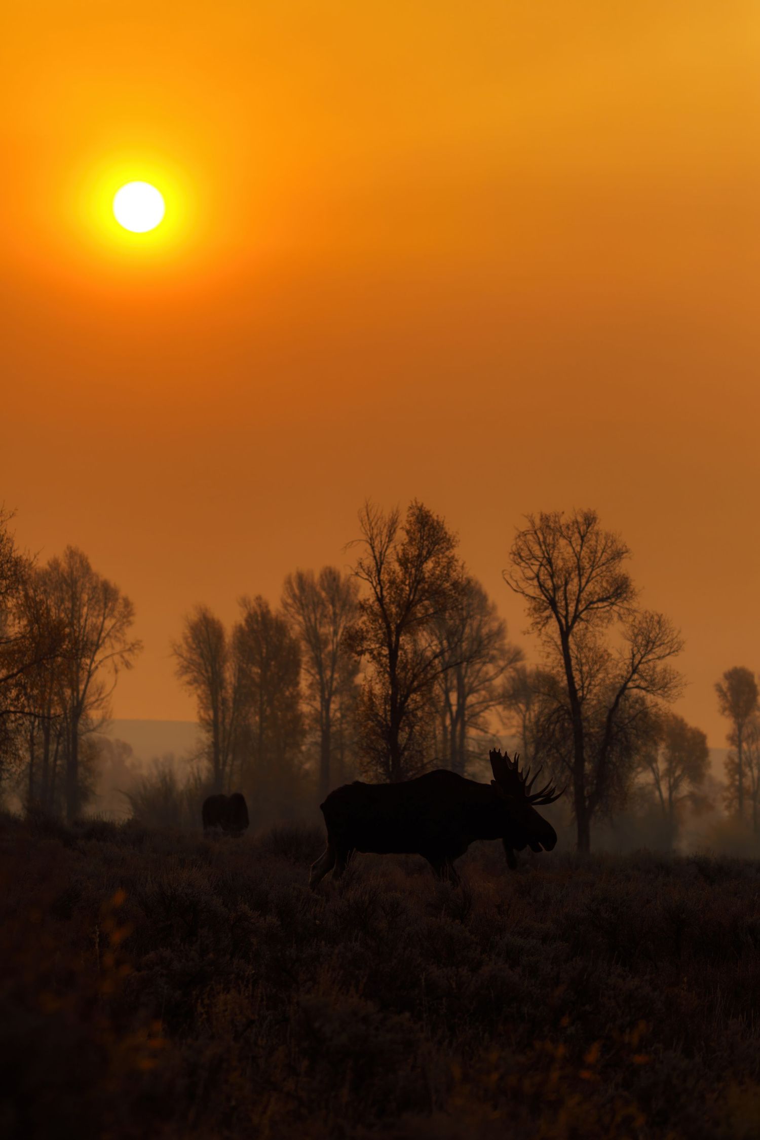 Dark silhouettes of trees and wildlife against a brilliant orange sunset sky.