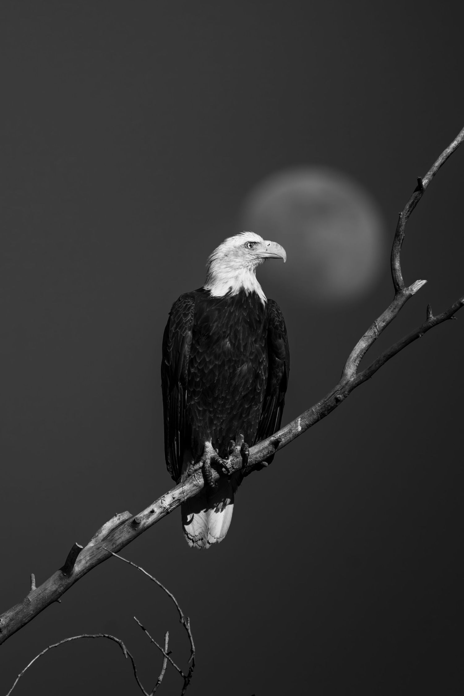 A bald eagle sits on a branch in black and white with a blurred moon behind.