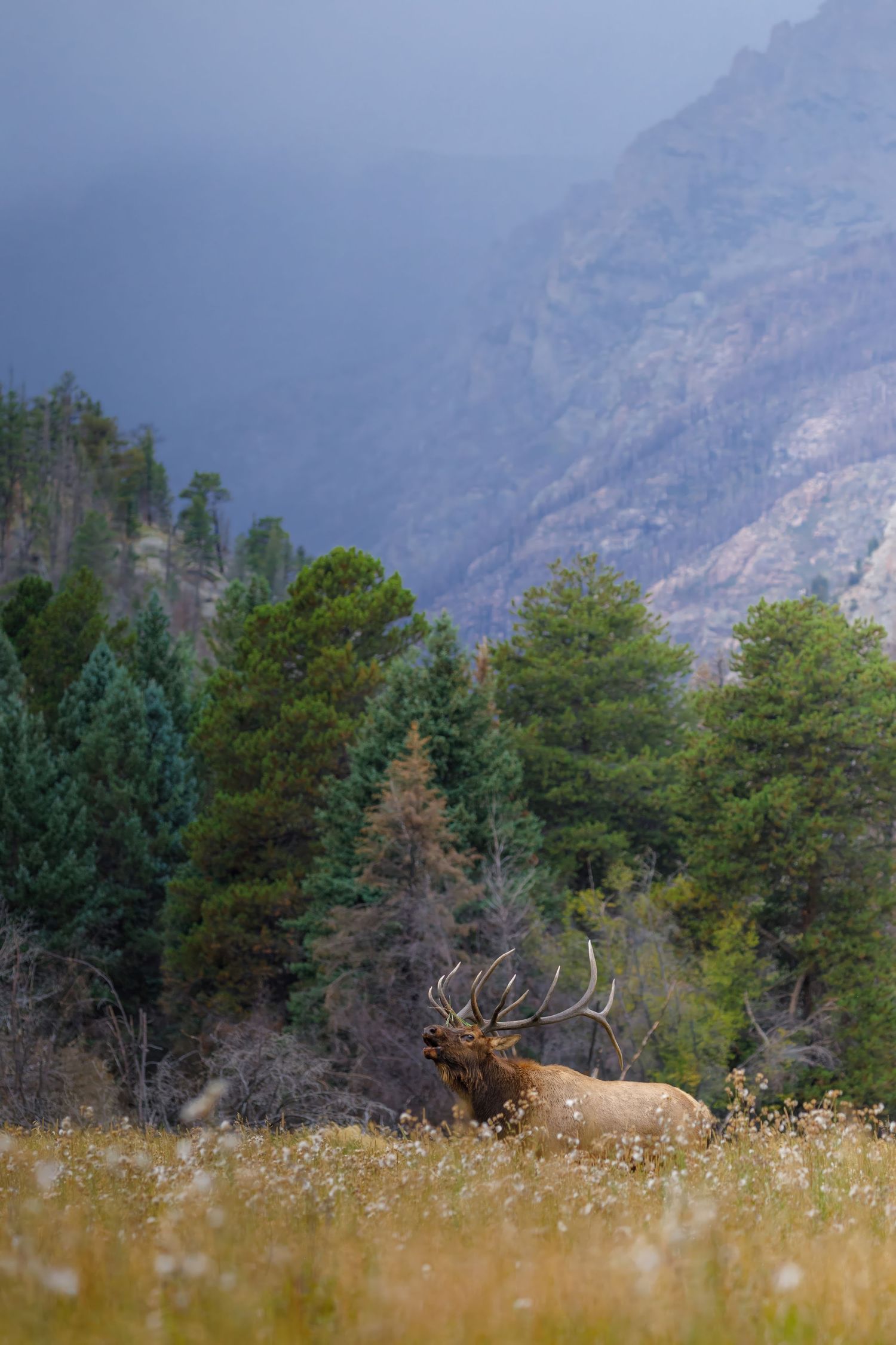 Bull elk bugling in a mountain meadow with dramatic rocky peaks in the distance.
