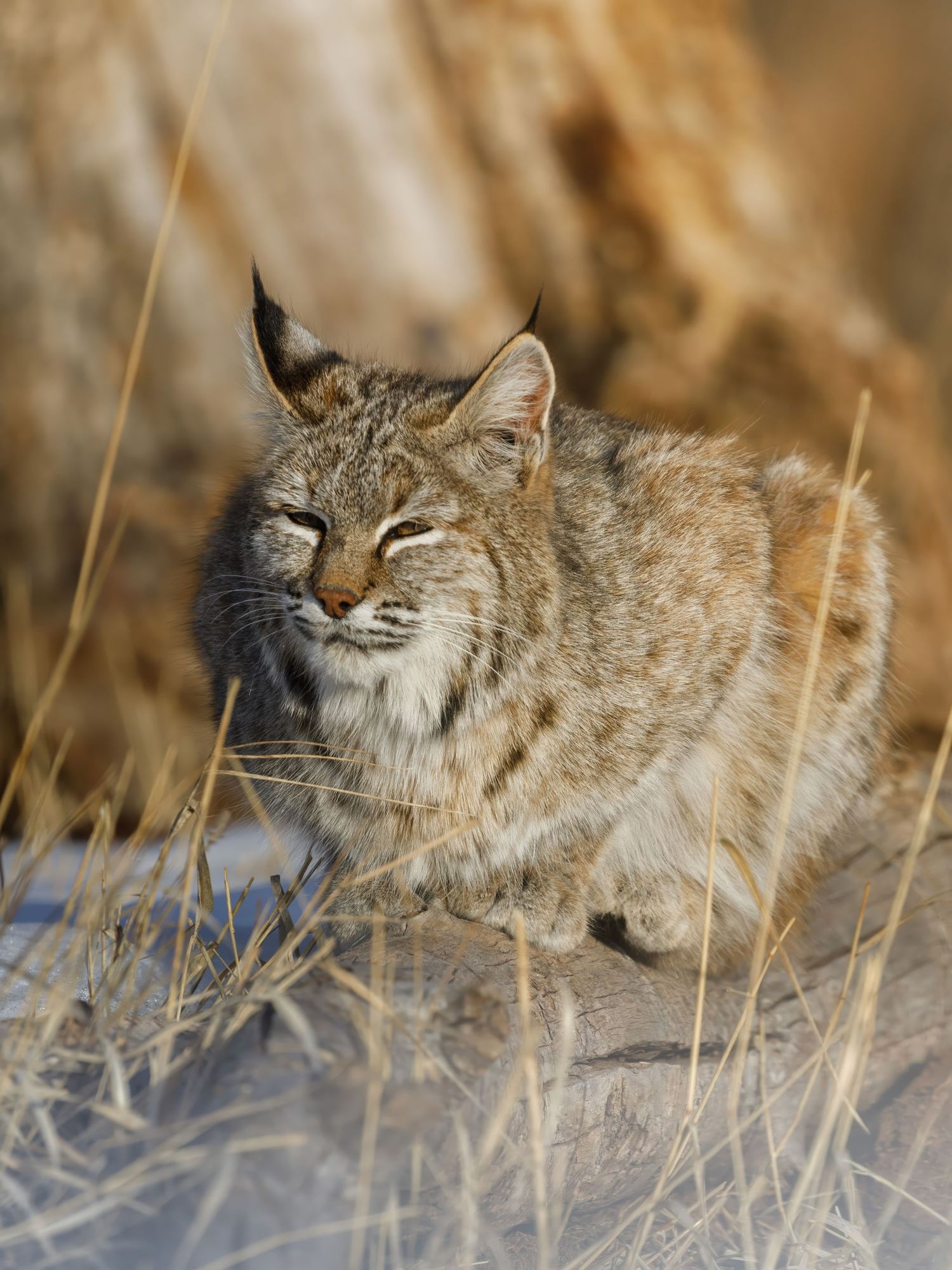 Bobcat resting in dry winter grass with alert expression.