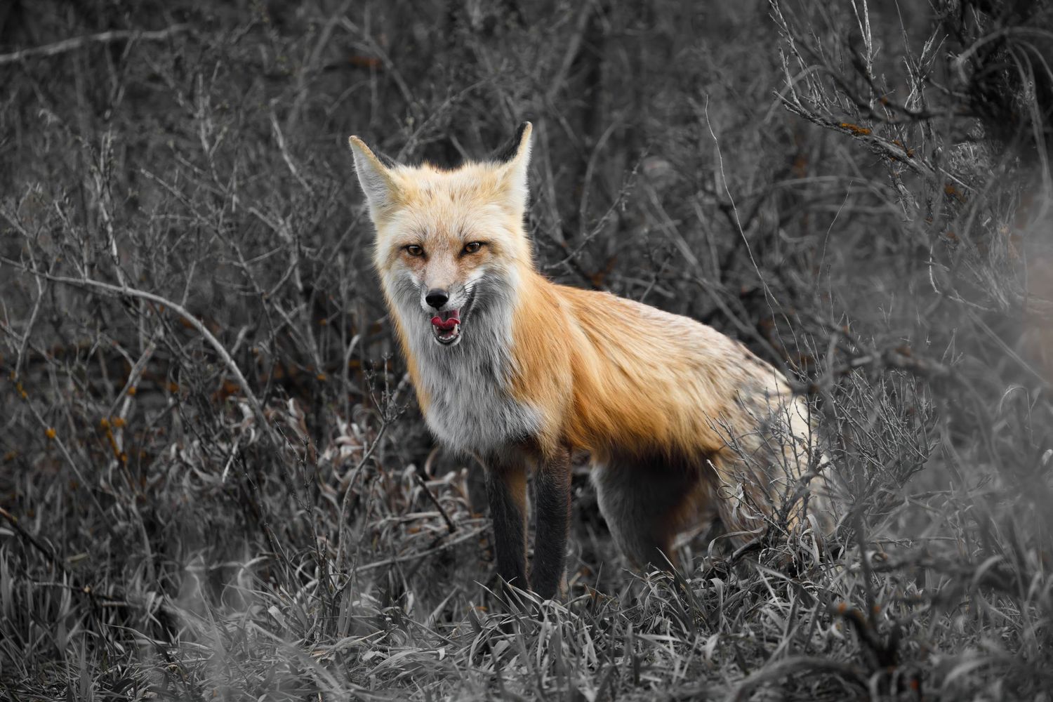 Red fox prowling through dark brush with distinctive orange fur.