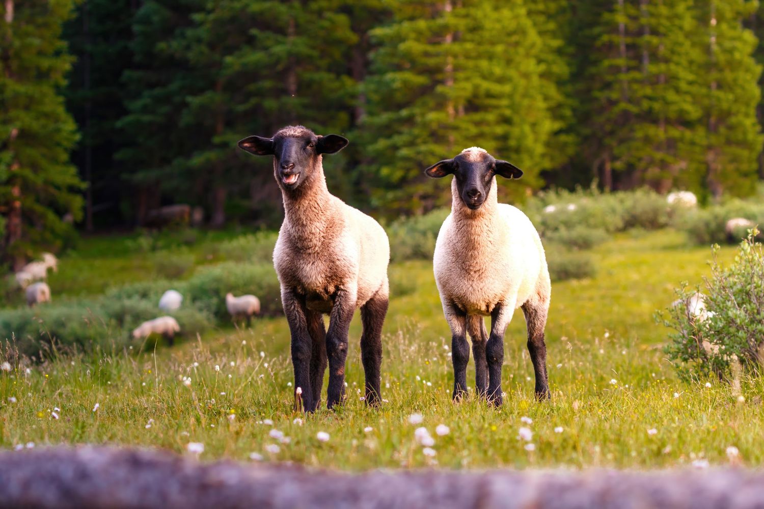 Young lambs standing in a wildflower meadow with pine forest backdrop.