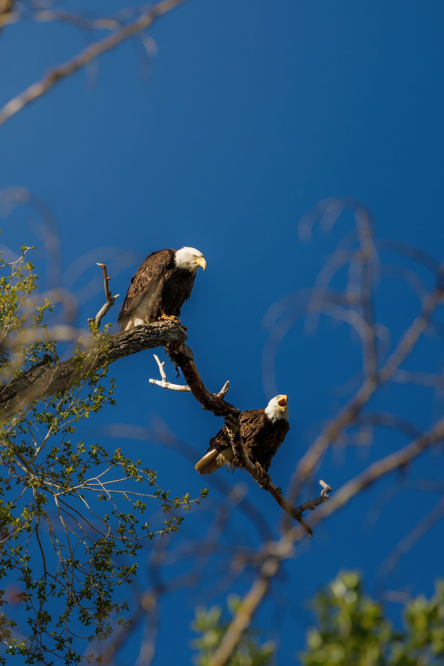 Two bald eagles resting on bare tree branches in sunlight.