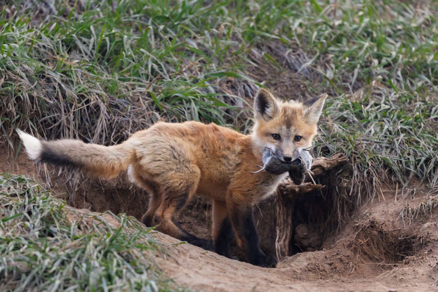 Two red foxes interacting near their den in grassy environment.