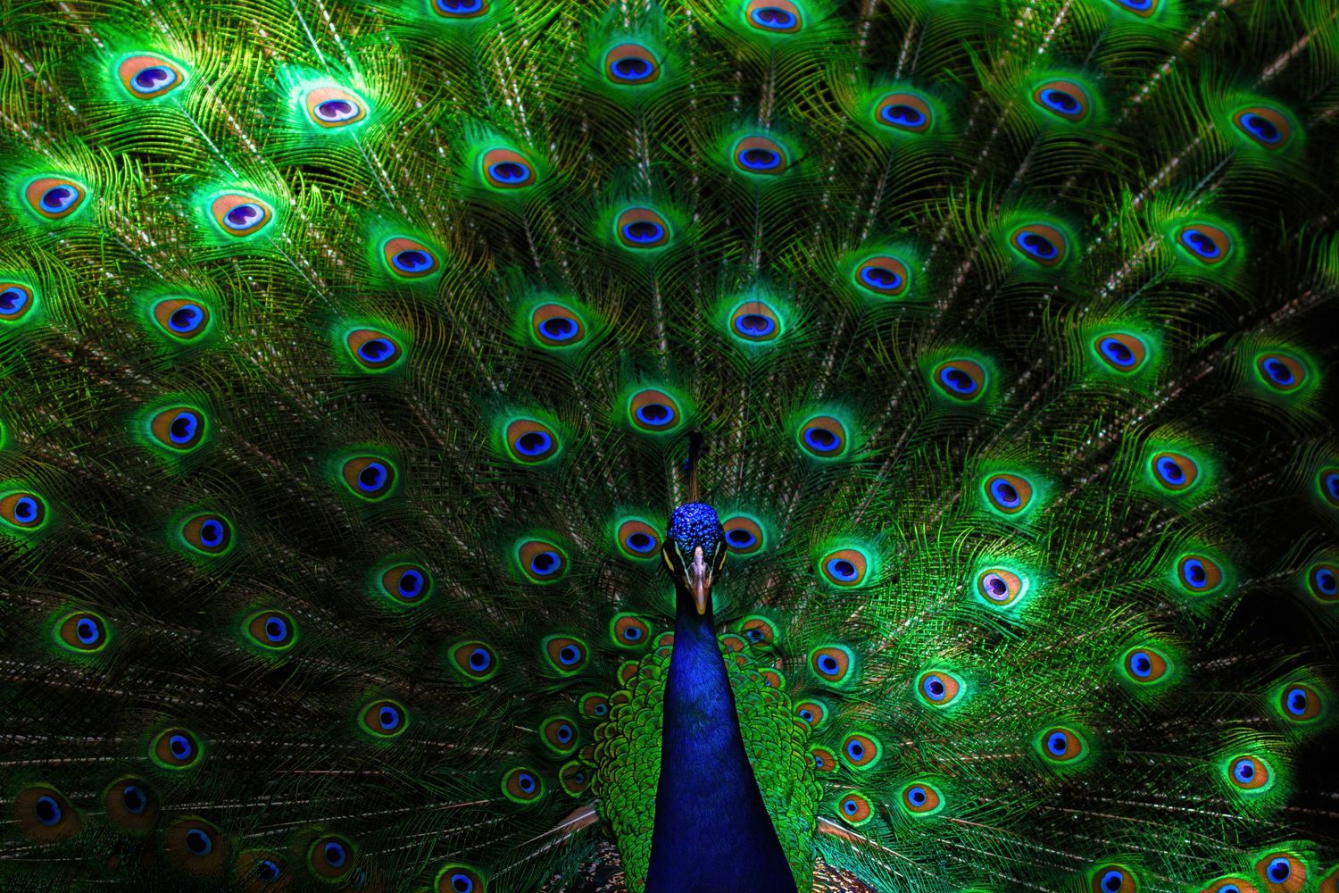 Stunning peacock with fully spread tail feathers creating a mesmerizing circular pattern.