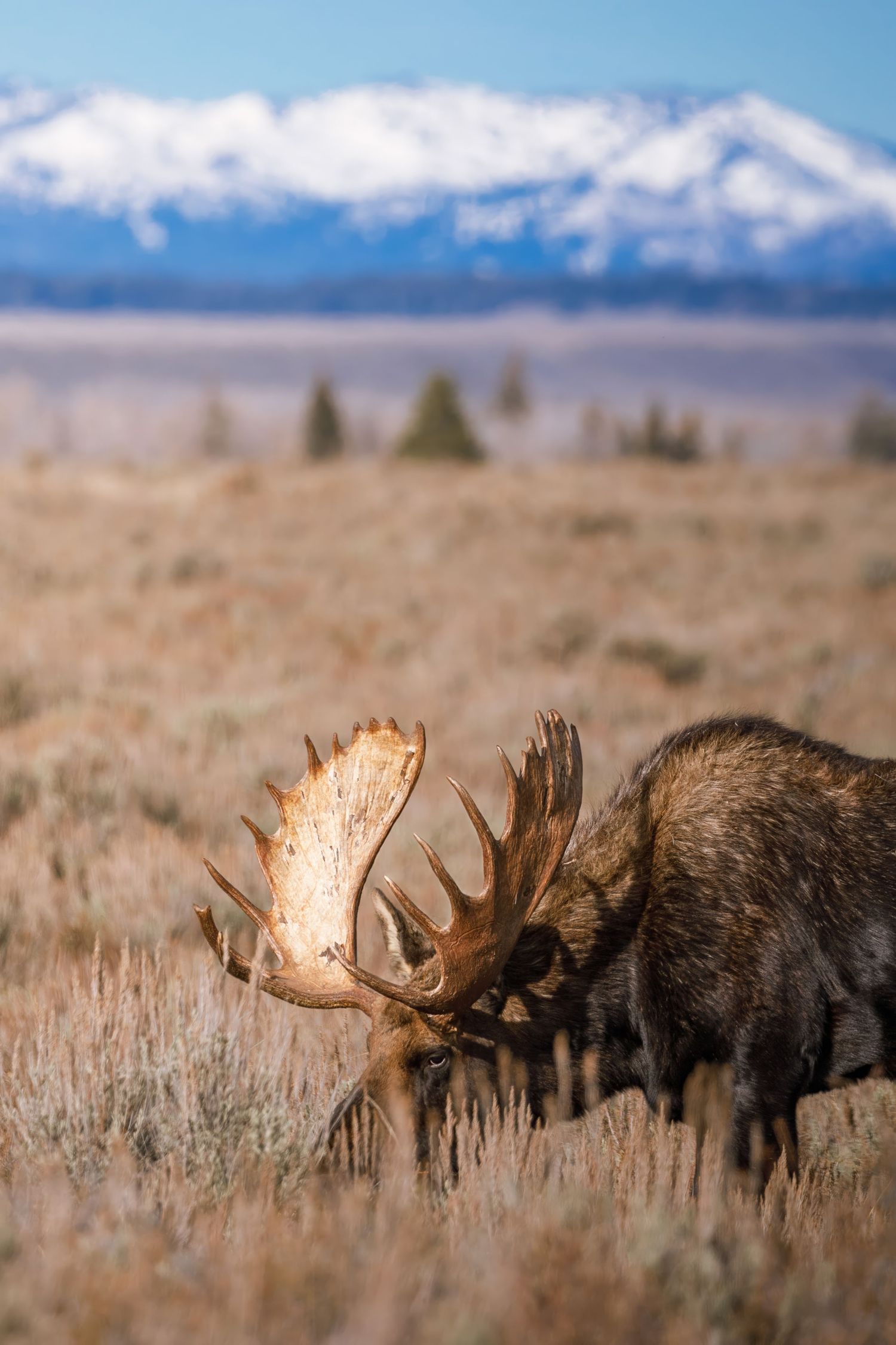 Bull moose with massive antlers browse through sagebrush with snow-capped mountains in distance.