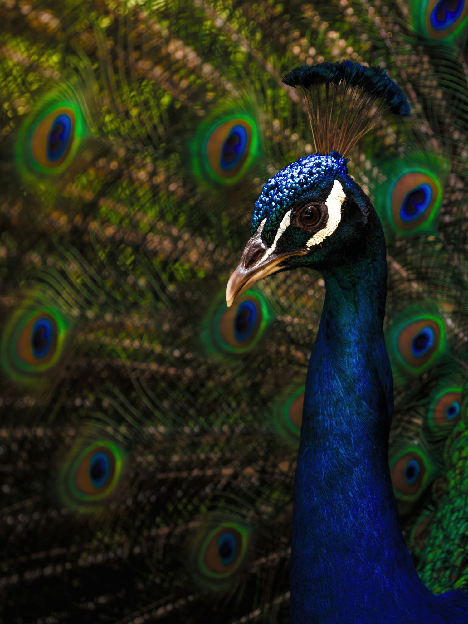 Close-up portrait of a majestic blue peacock with colorful feathers displayed in background.