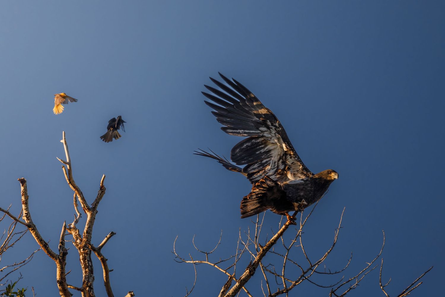 Majestic bald eagle spreads its wings while perched on a bare tree branch against a blue sky.