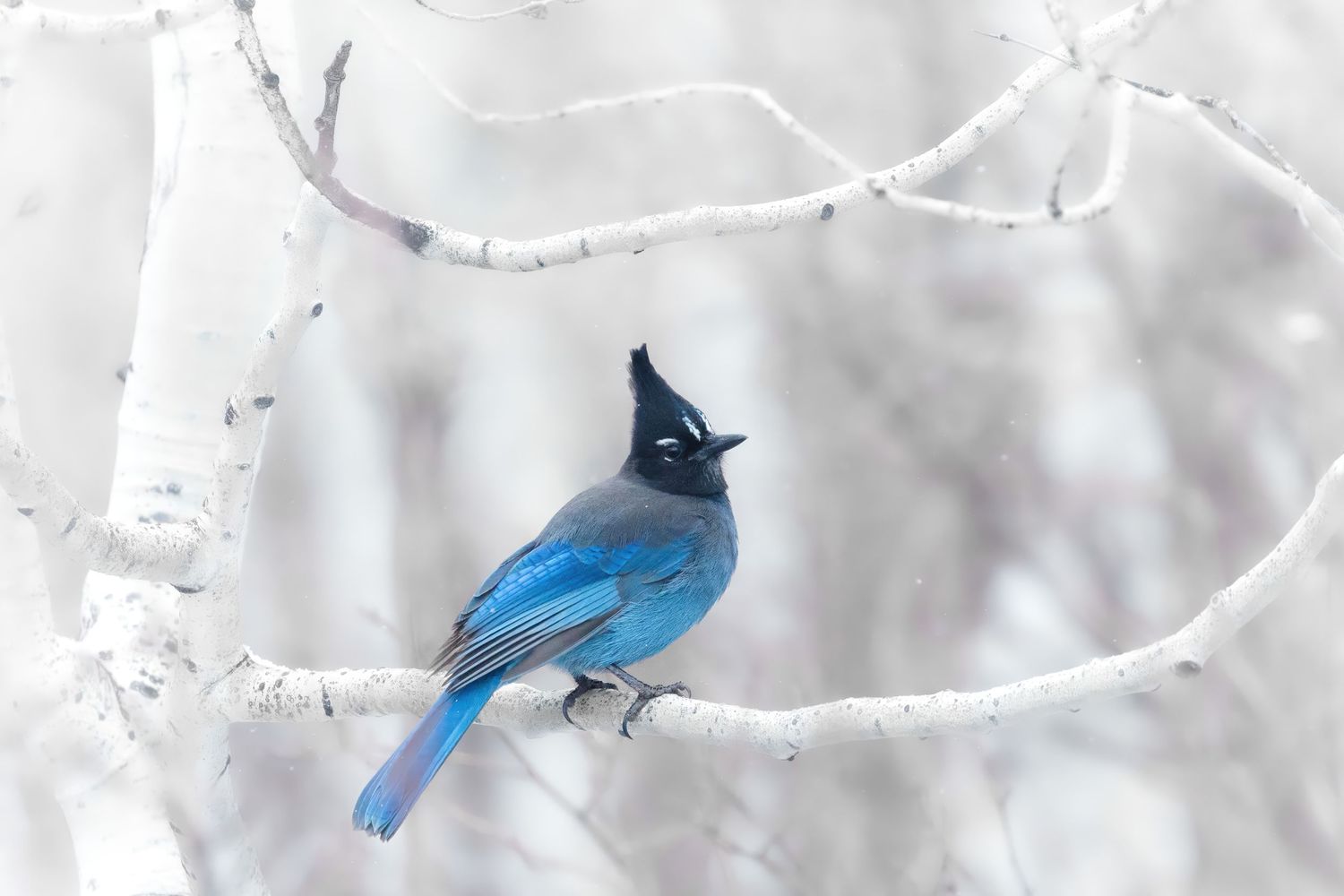 Steller's Jay perched on snow-covered branches in winter.