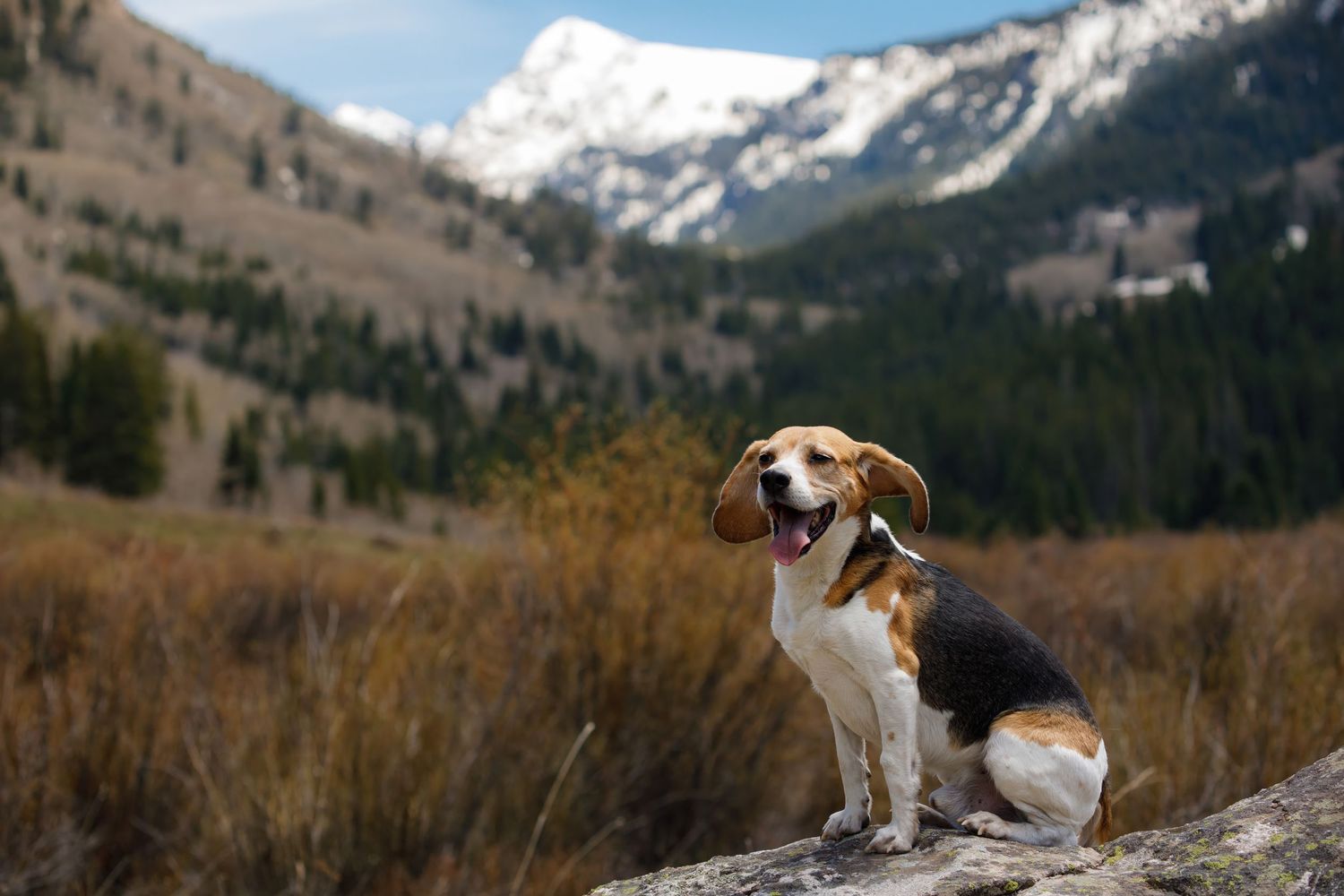 Dog sitting on mountain trail overlooking snow-capped peaks and valley below.