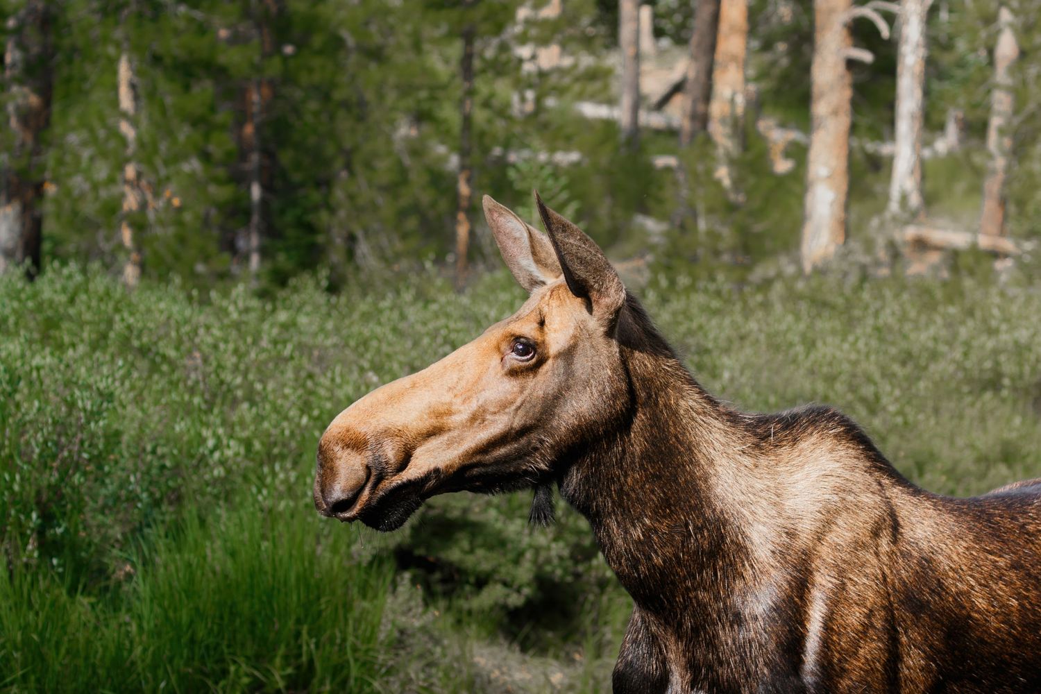 Profile view of a moose with distinctive antlers against a natural backdrop.