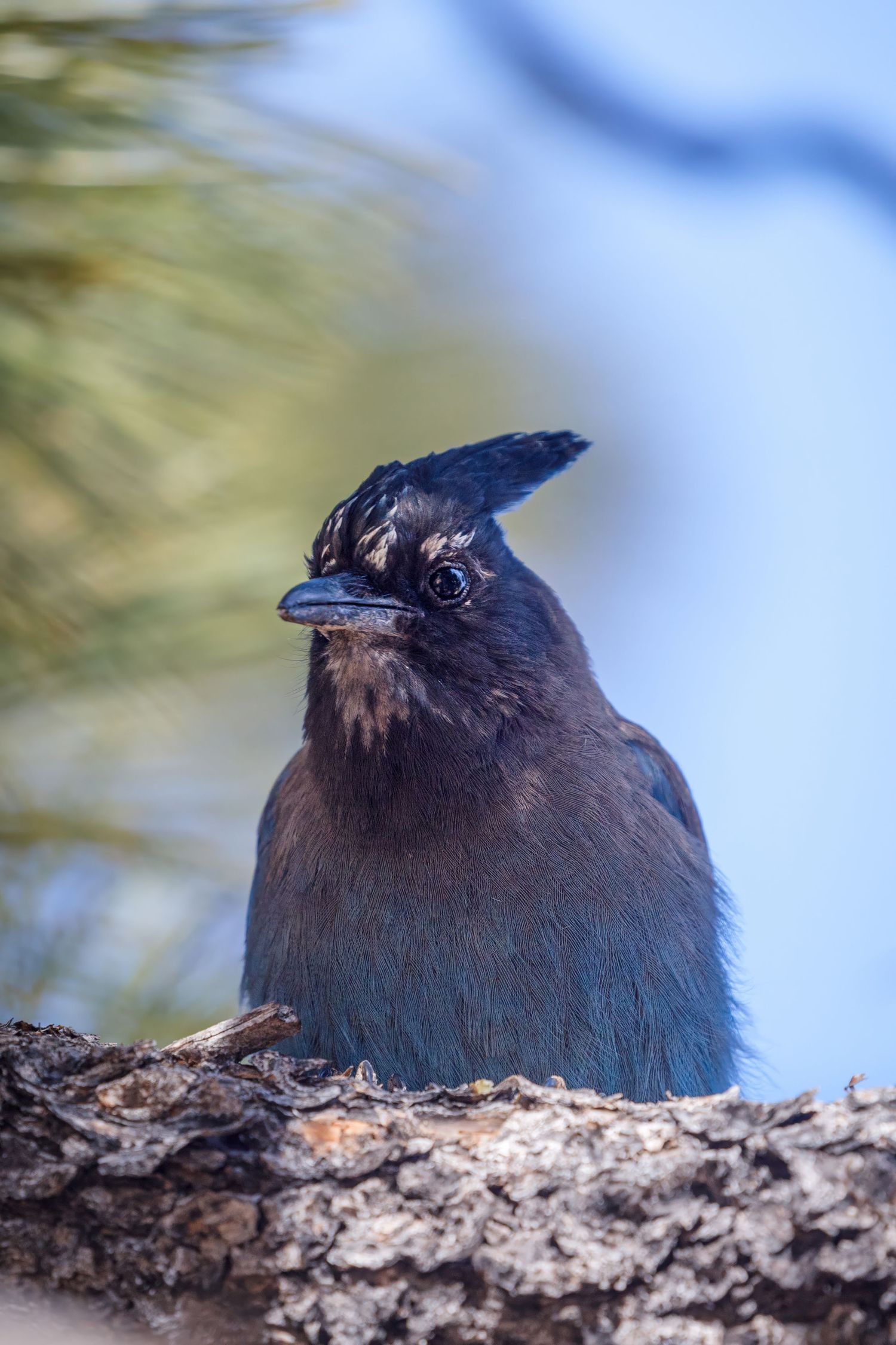 Dark-feathered bird with a distinctive crest perches on a tree branch against a blue sky.