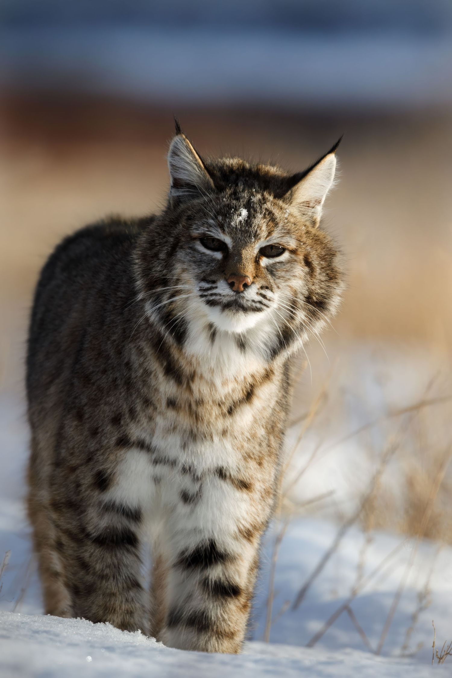Bobcat walking through snowy terrain with dried grass in winter setting.