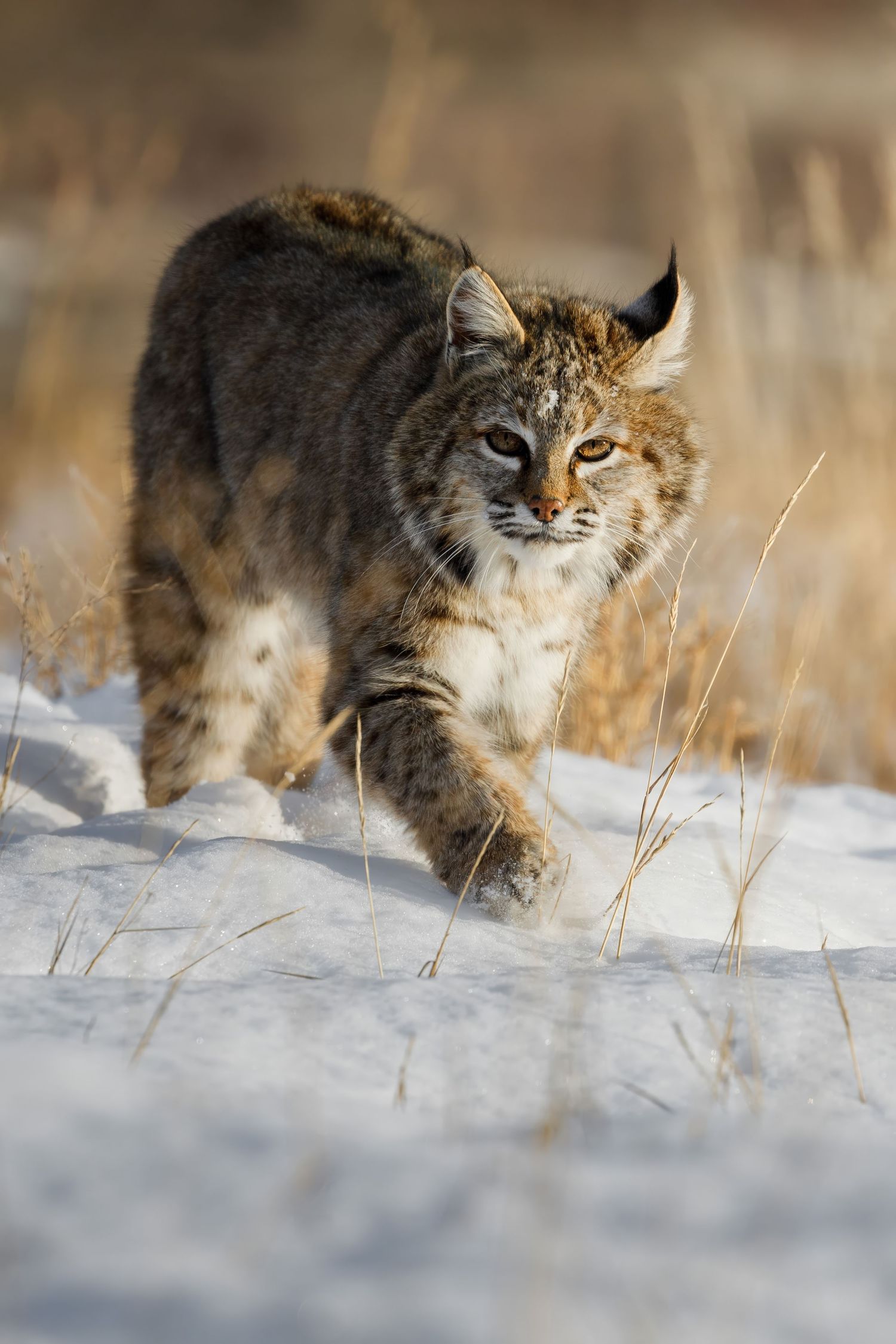 Wild bobcat prowling through snow-covered ground with tall grass.