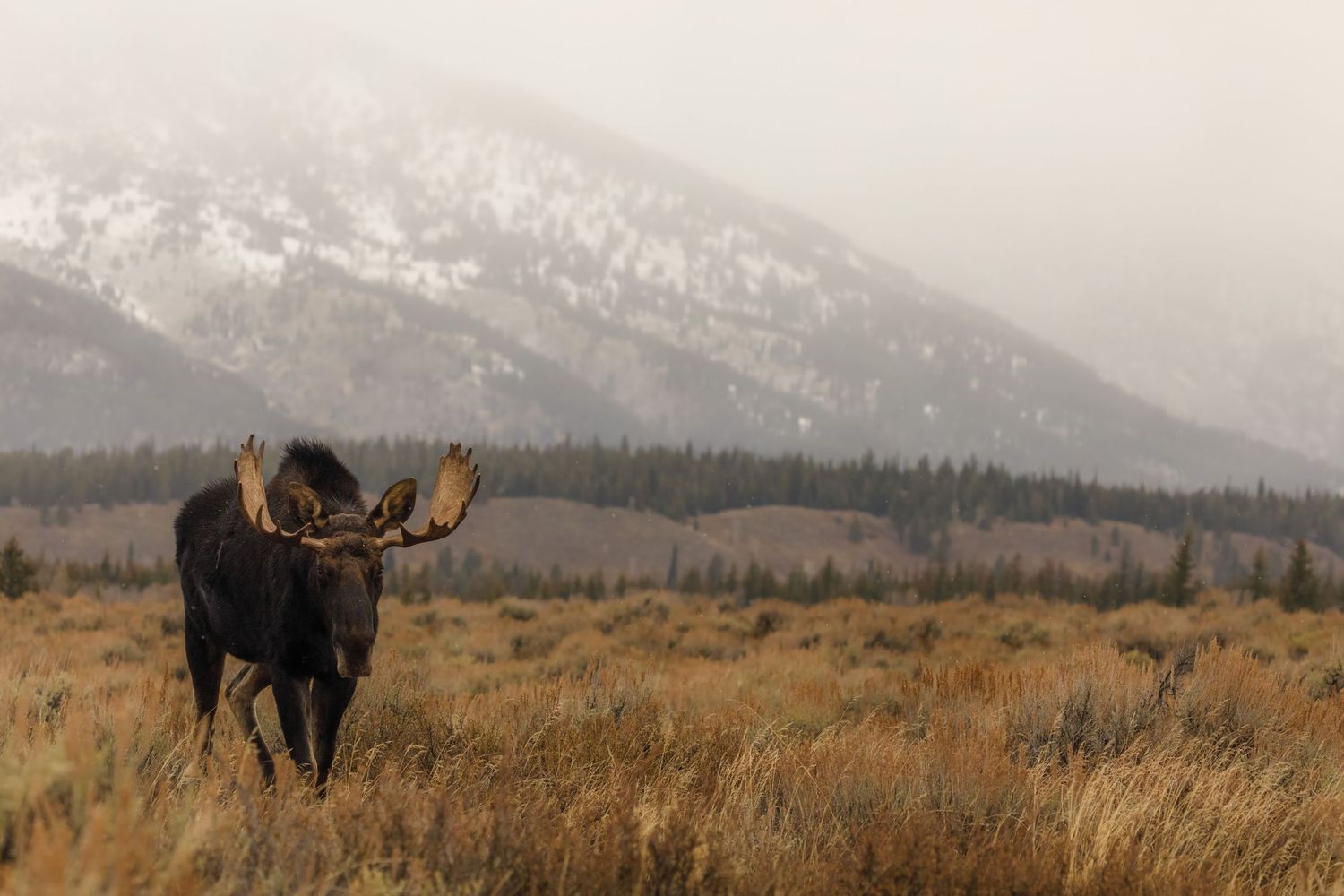 Wide landscape shot of moose grazing in prairie with snow-dusted mountains behind.