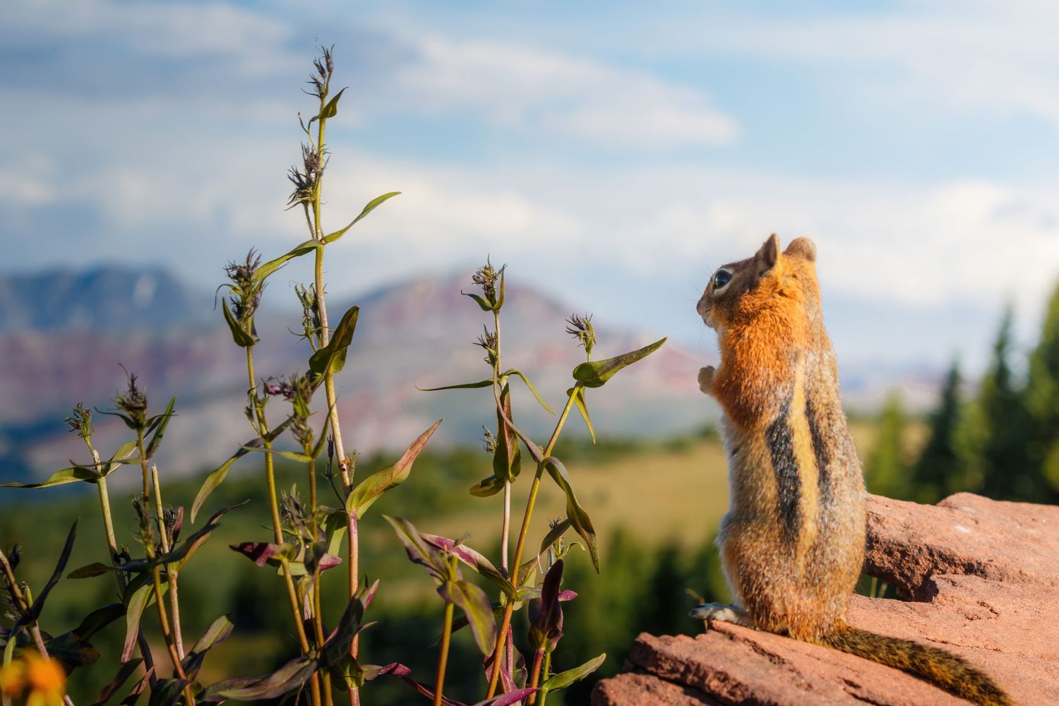 Chipmunk standing upright on rock with green plants and mountain landscape in background.