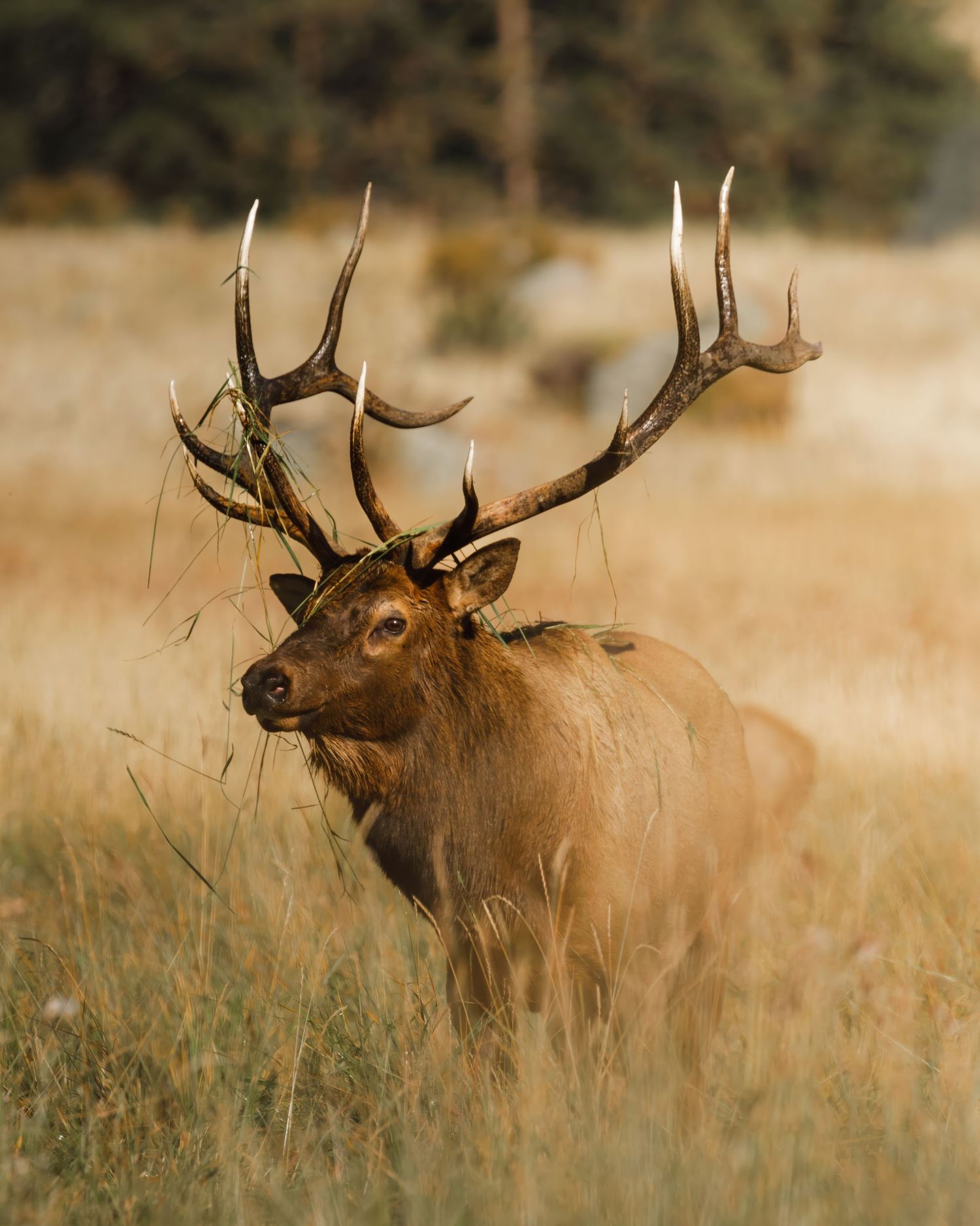Bull elk with massive antlers calling out in dry grassland habitat.
