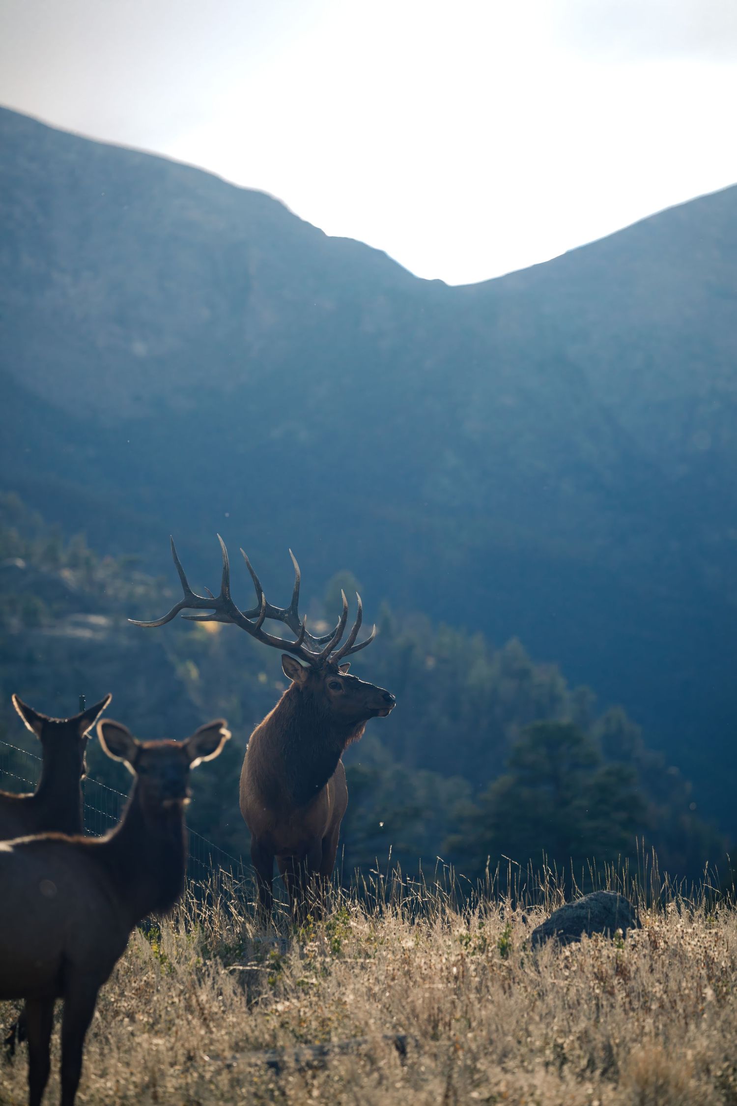 Two elk silhouetted against mountain peaks at dusk with one displaying impressive antlers.