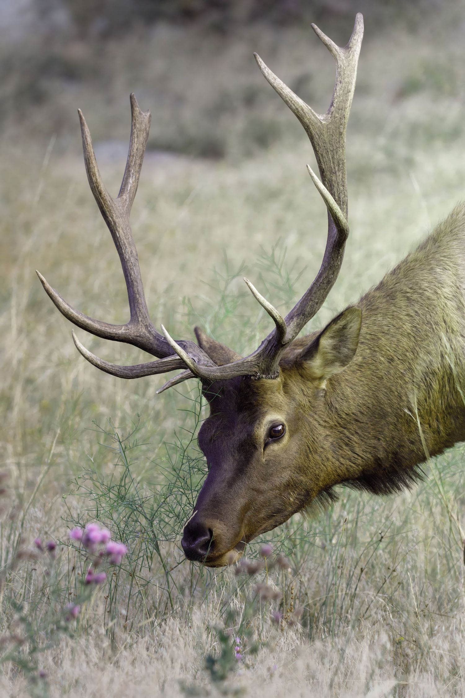 Close-up profile of elk with large branching antlers grazing on wildflowers.