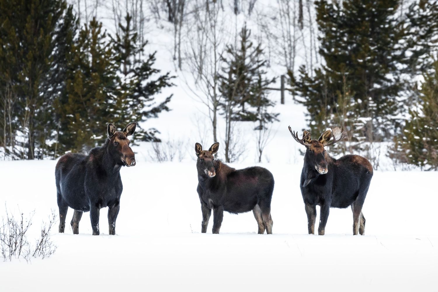 Herd of moose standing in snowy winter forest landscape.