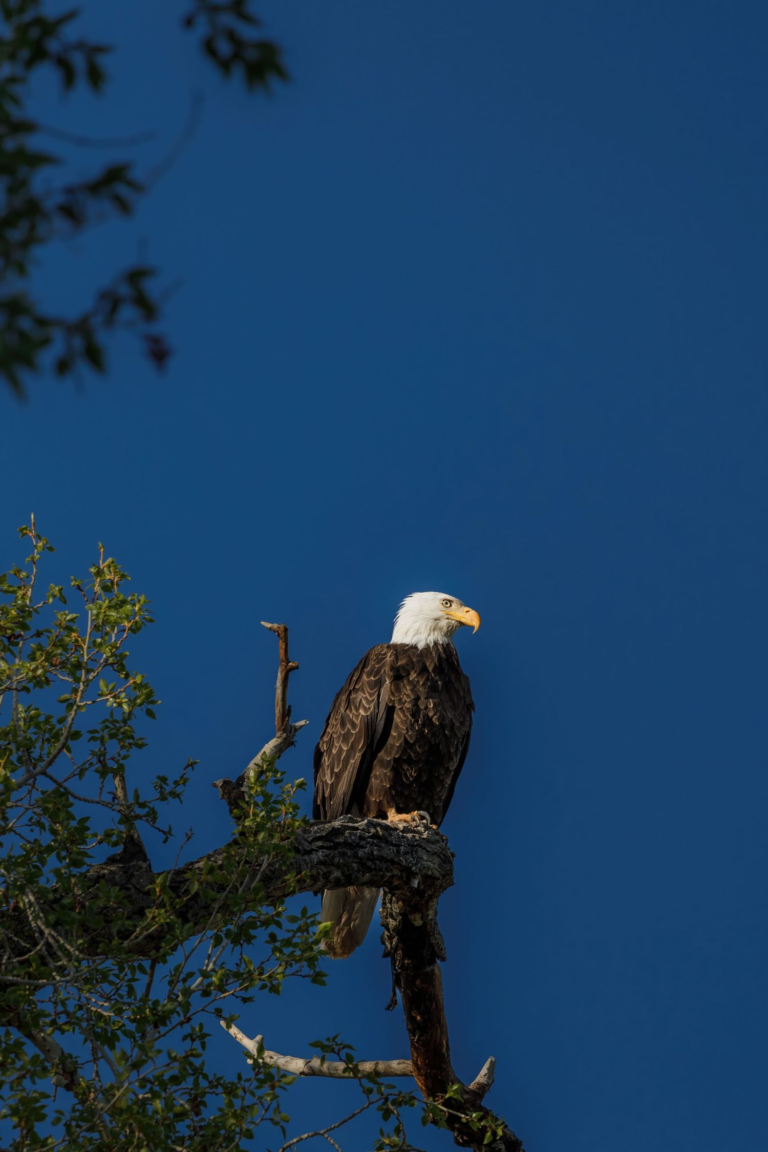 Majestic bald eagle perched on dead tree stump against deep blue sky.