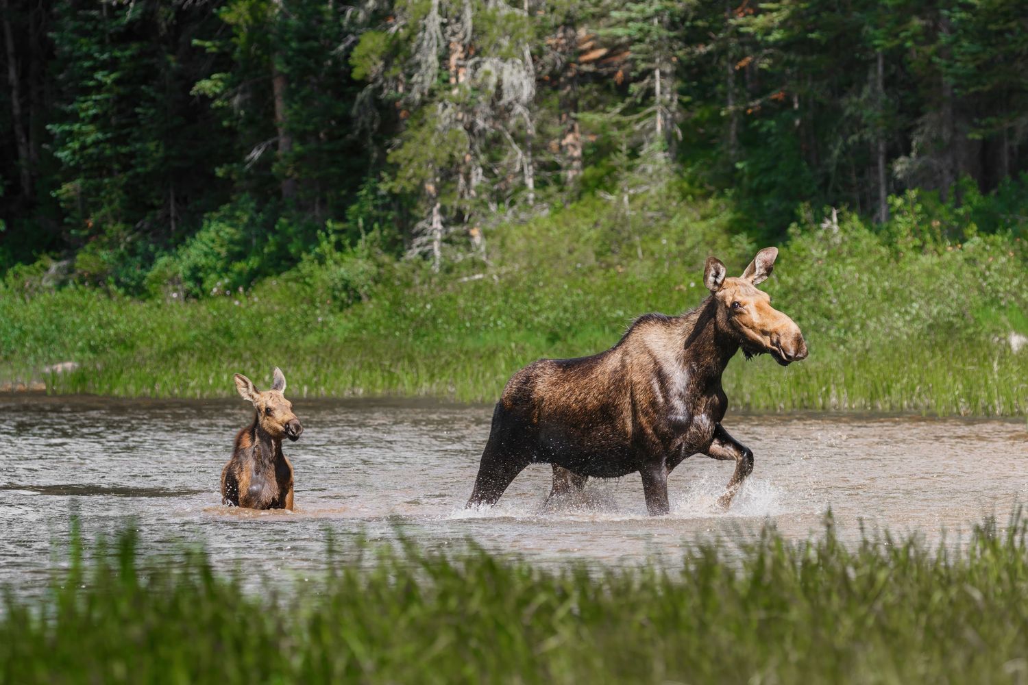 Moose family traversing through lake water with forest backdrop.