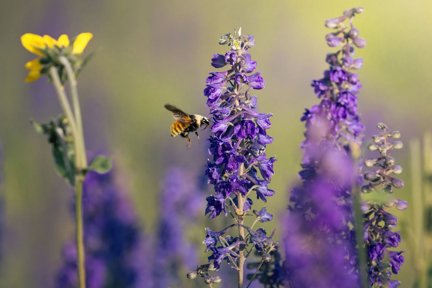 Purple wildflowers and yellow blooms sway in a meadow as a butterfly hovers nearby.