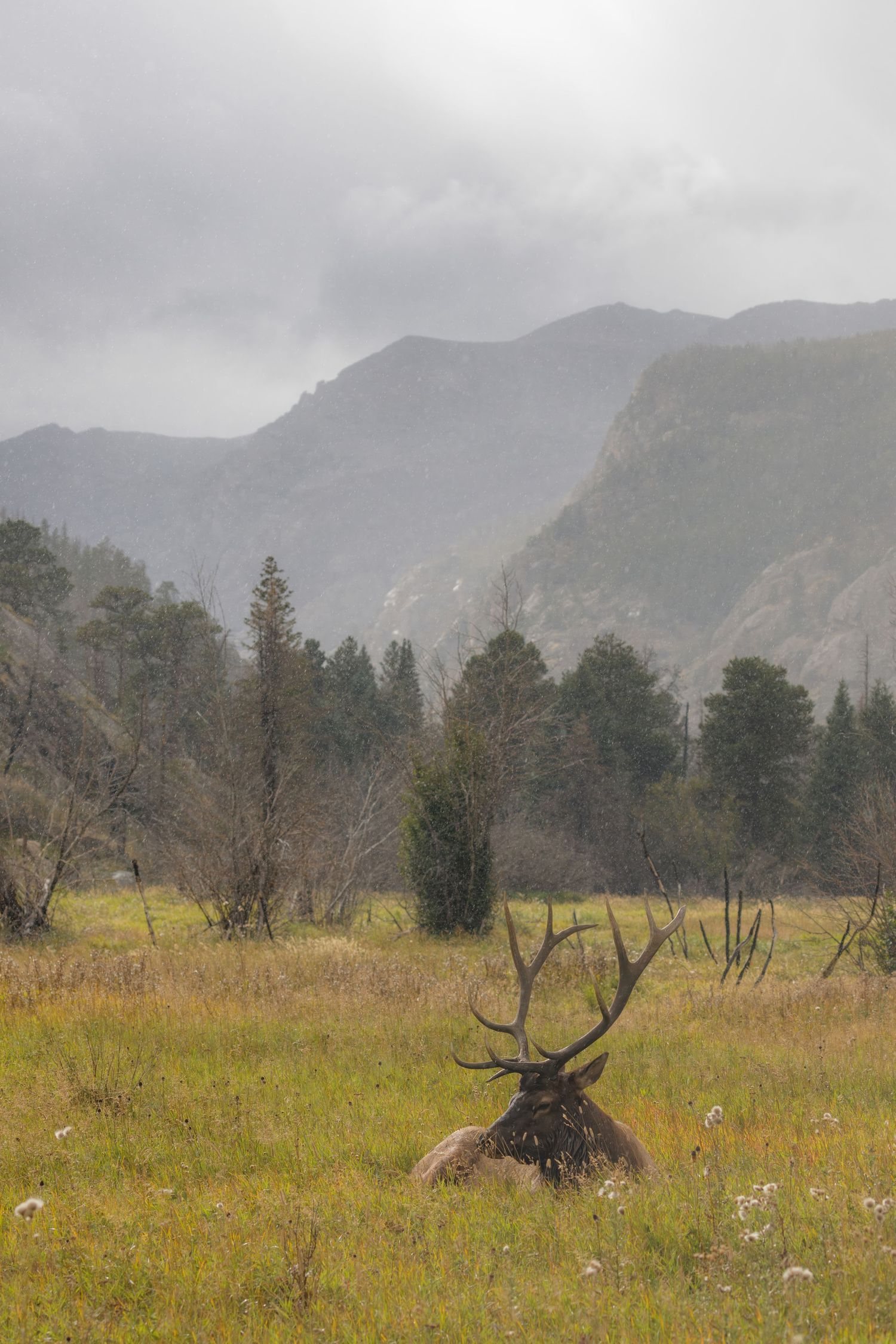 A majestic bull elk resting in a meadow with misty mountains and evergreen forest in the background.